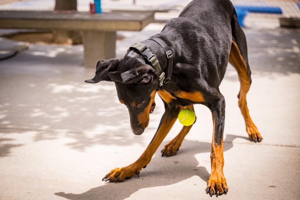 Enlarge Cerberus, a Adoptable Doberman Pinscher in Twentynine Palms, CA image 3/6