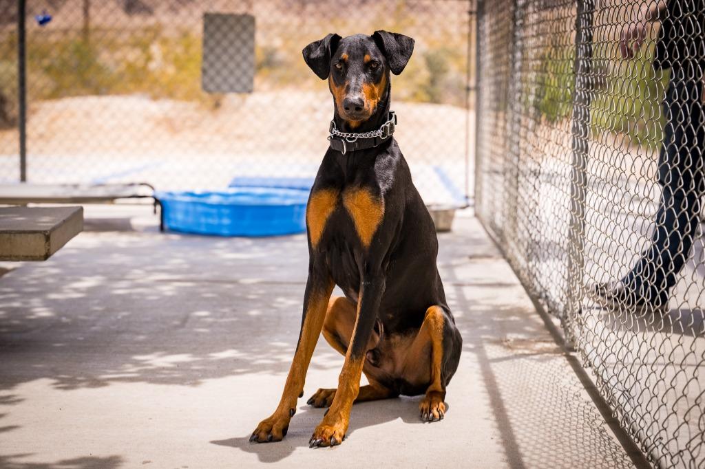 Enlarge Cerberus, a Adoptable Doberman Pinscher in Twentynine Palms, CA image 4/6