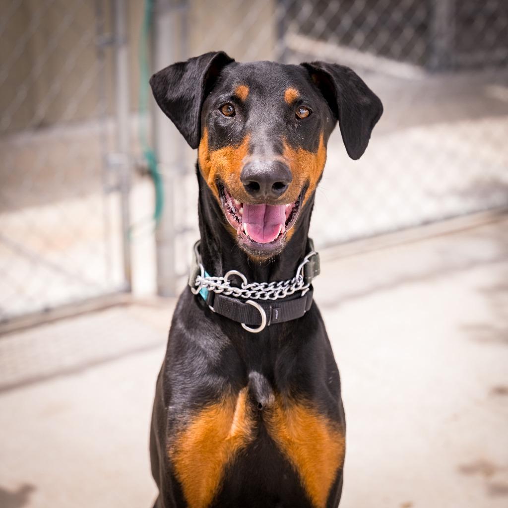 Enlarge Cerberus, a Adoptable Doberman Pinscher in Twentynine Palms, CA image 5/6
