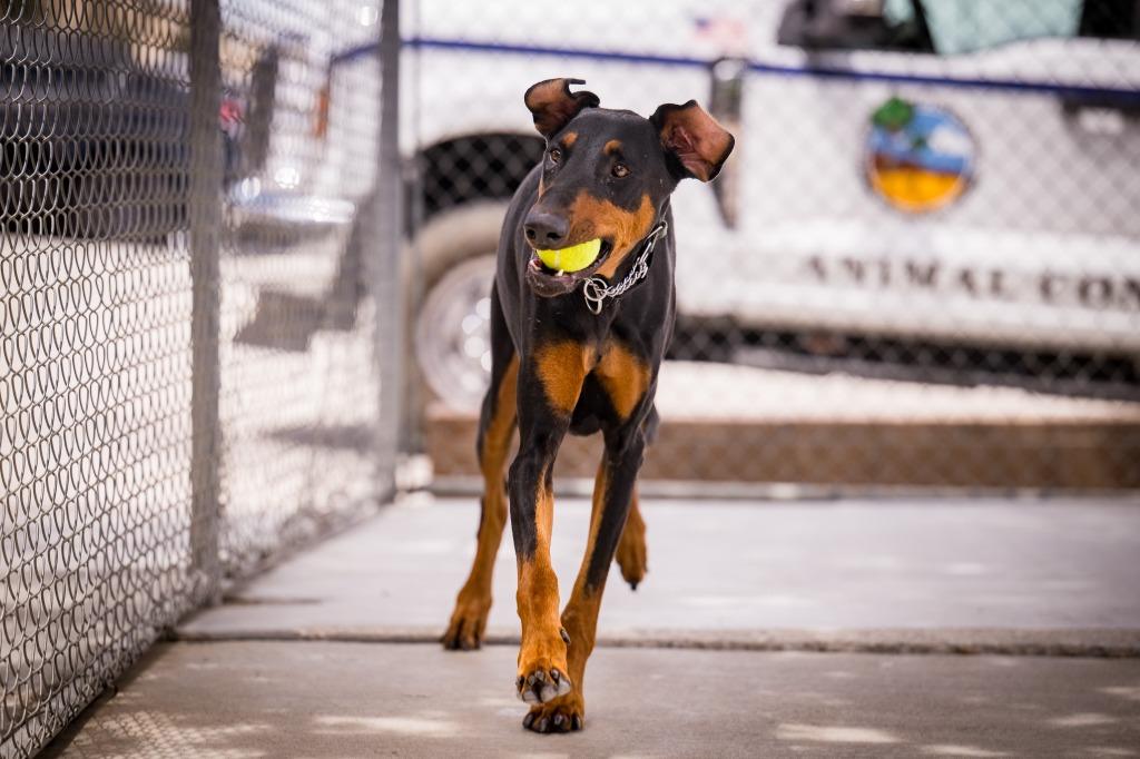 Enlarge Cerberus, a Adoptable Doberman Pinscher in Twentynine Palms, CA image 6/6