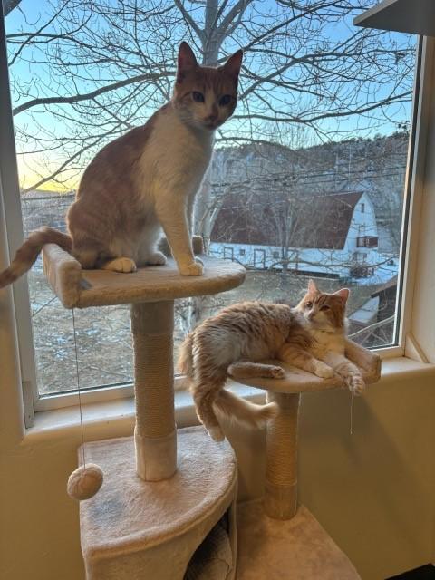 Enlarge Fred (bonded with George), a ADOPTABLE Domestic Long Hair in Eagle, CO image 6/6