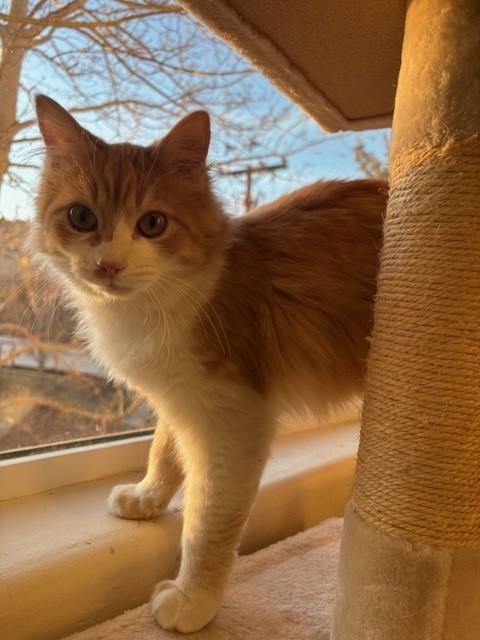 Enlarge Fred (bonded with George), a ADOPTABLE Domestic Long Hair in Eagle, CO image 5/6