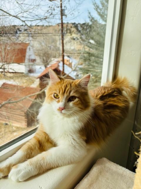 Enlarge Fred (bonded with George), a ADOPTABLE Domestic Long Hair in Eagle, CO image 1/6