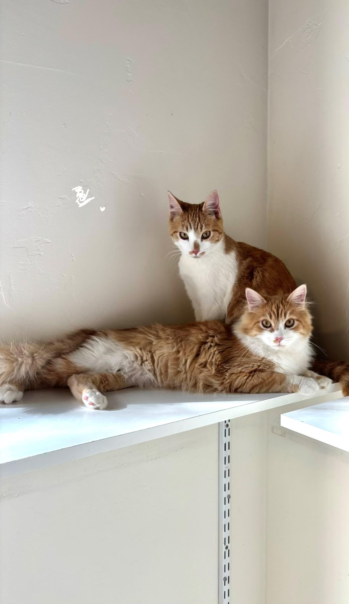 Enlarge Fred (bonded with George), a ADOPTABLE Domestic Long Hair in Eagle, CO image 2/6