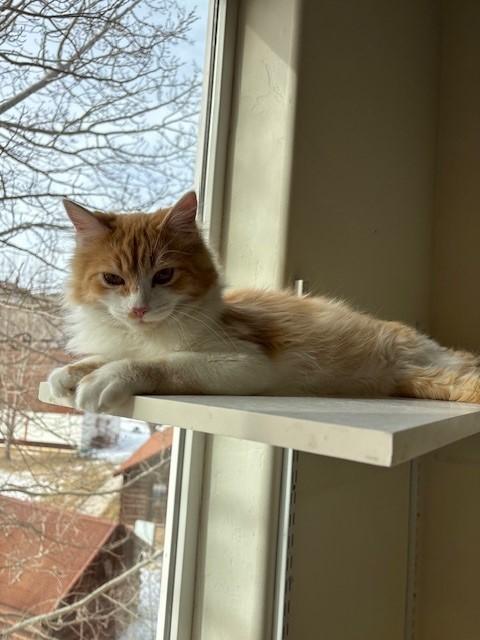 Enlarge Fred (bonded with George), a ADOPTABLE Domestic Long Hair in Eagle, CO image 4/6