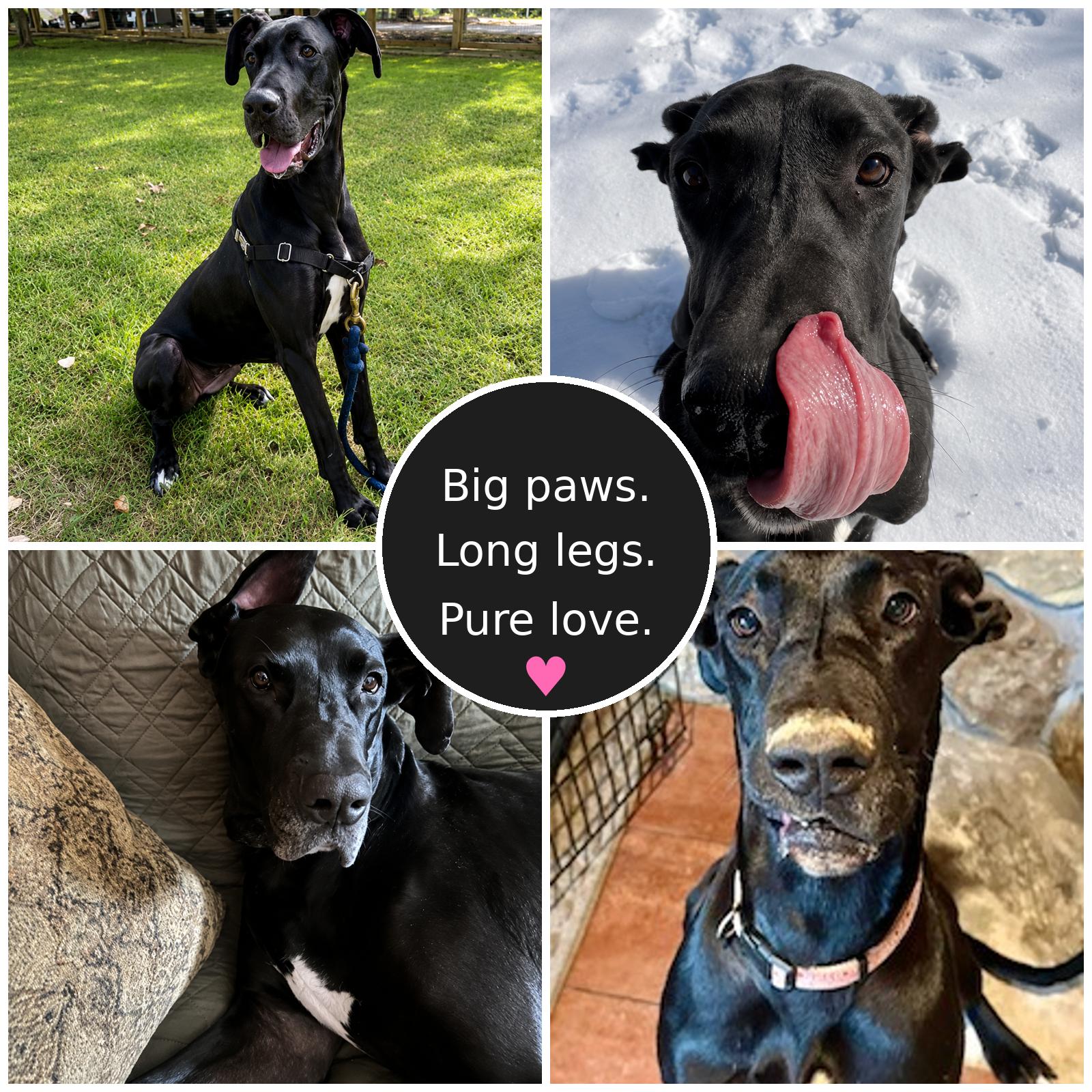 MILLIE MAE, an adopted Great Dane in Green Bay, WI image 4/6