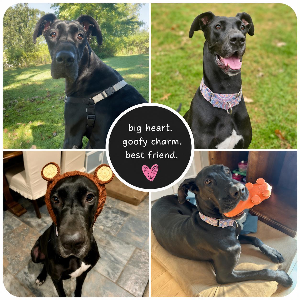 MILLIE MAE, an adopted Great Dane in Green Bay, WI image 2/6