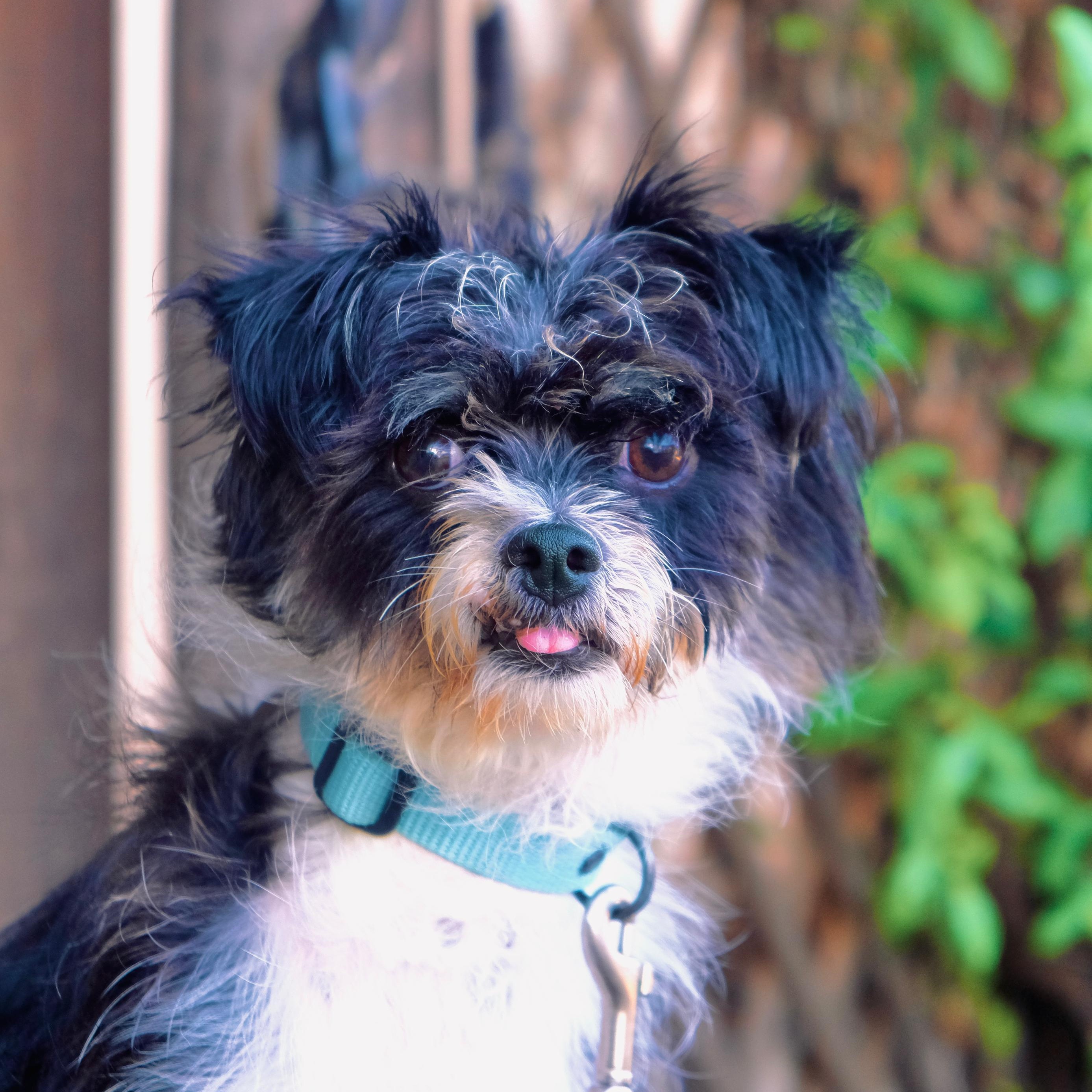 Enlarge Jang, a Adoptable mixed breed in San Diego, CA image 2/2