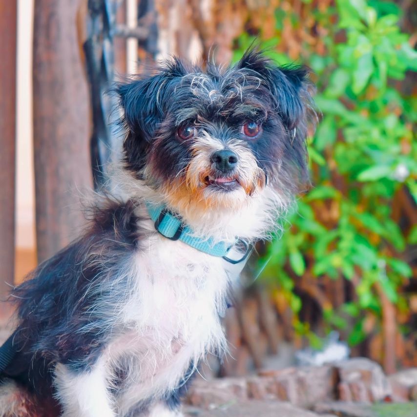 Jang, Adoptable, Young Male Shih Tzu & Terrier.