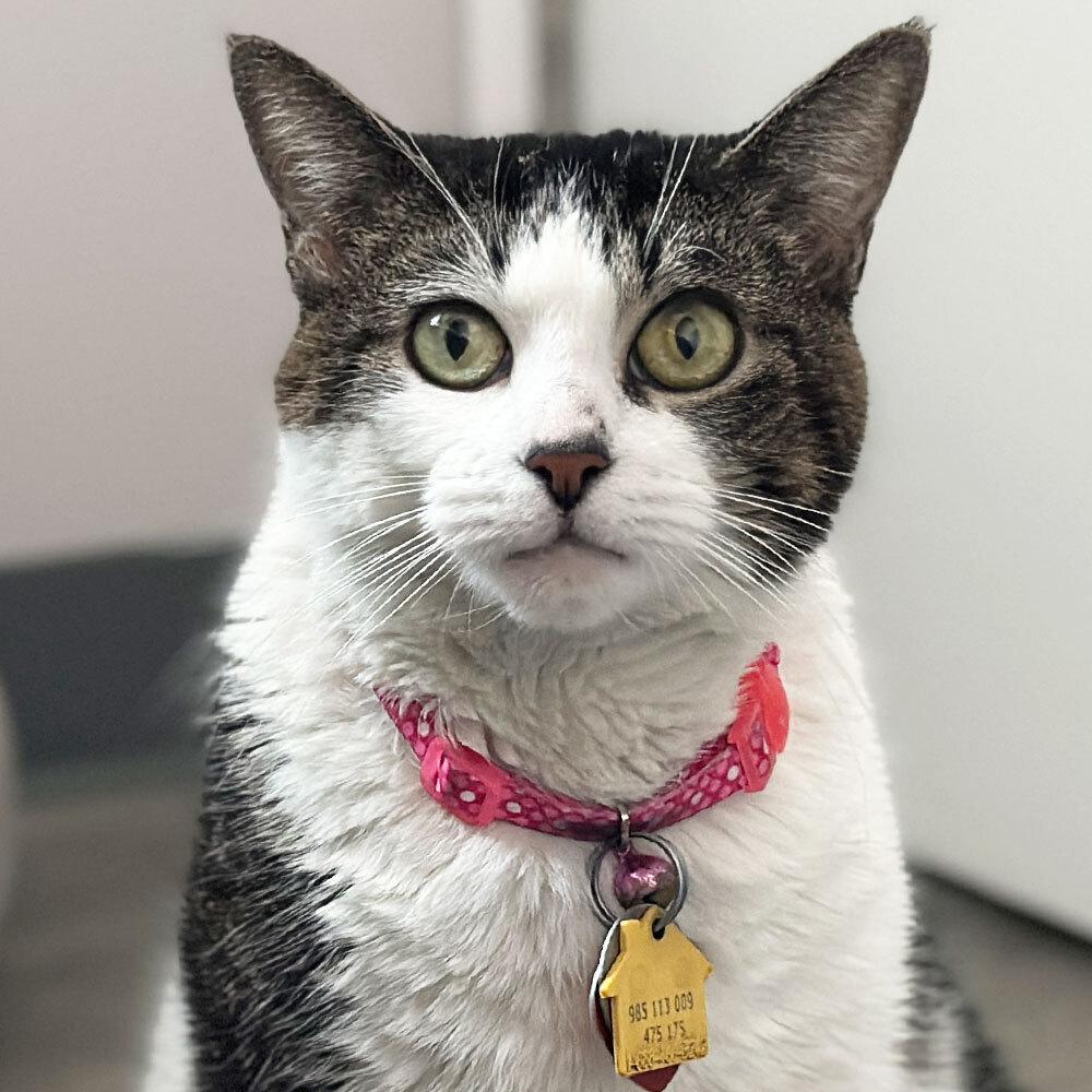 Lucinda, a Adoptable Domestic Short Hair in Port Washington, NY image 1/2