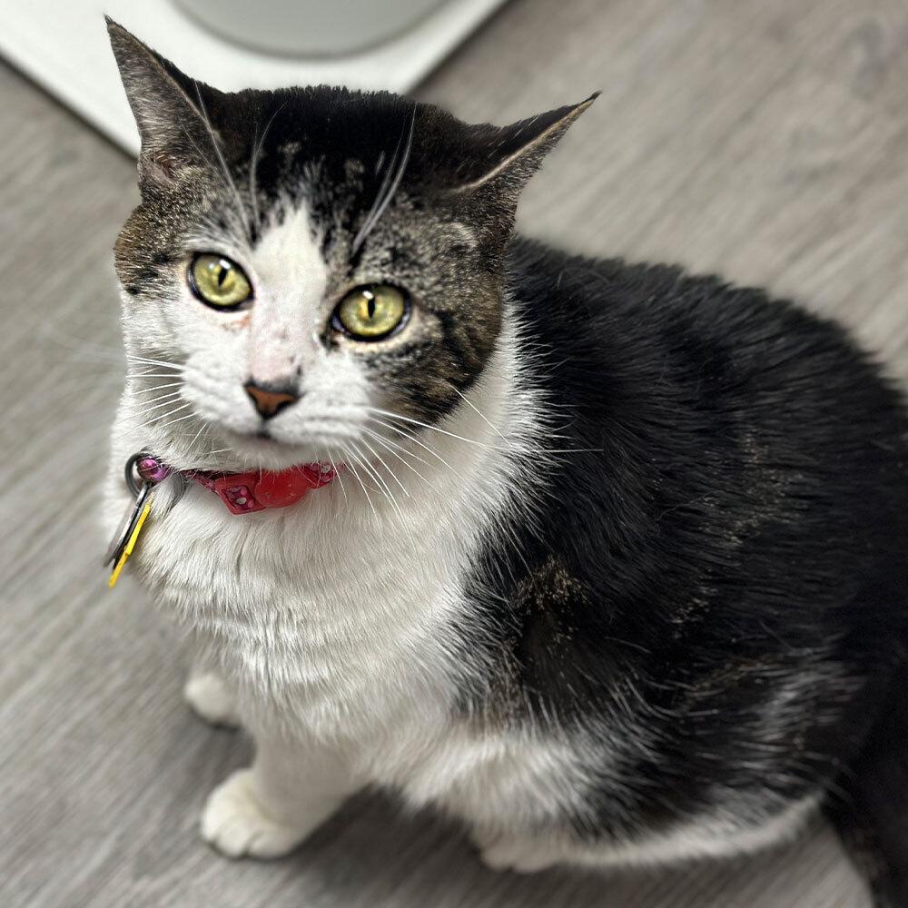 Lucinda, a Adoptable Domestic Short Hair in Port Washington, NY image 2/2