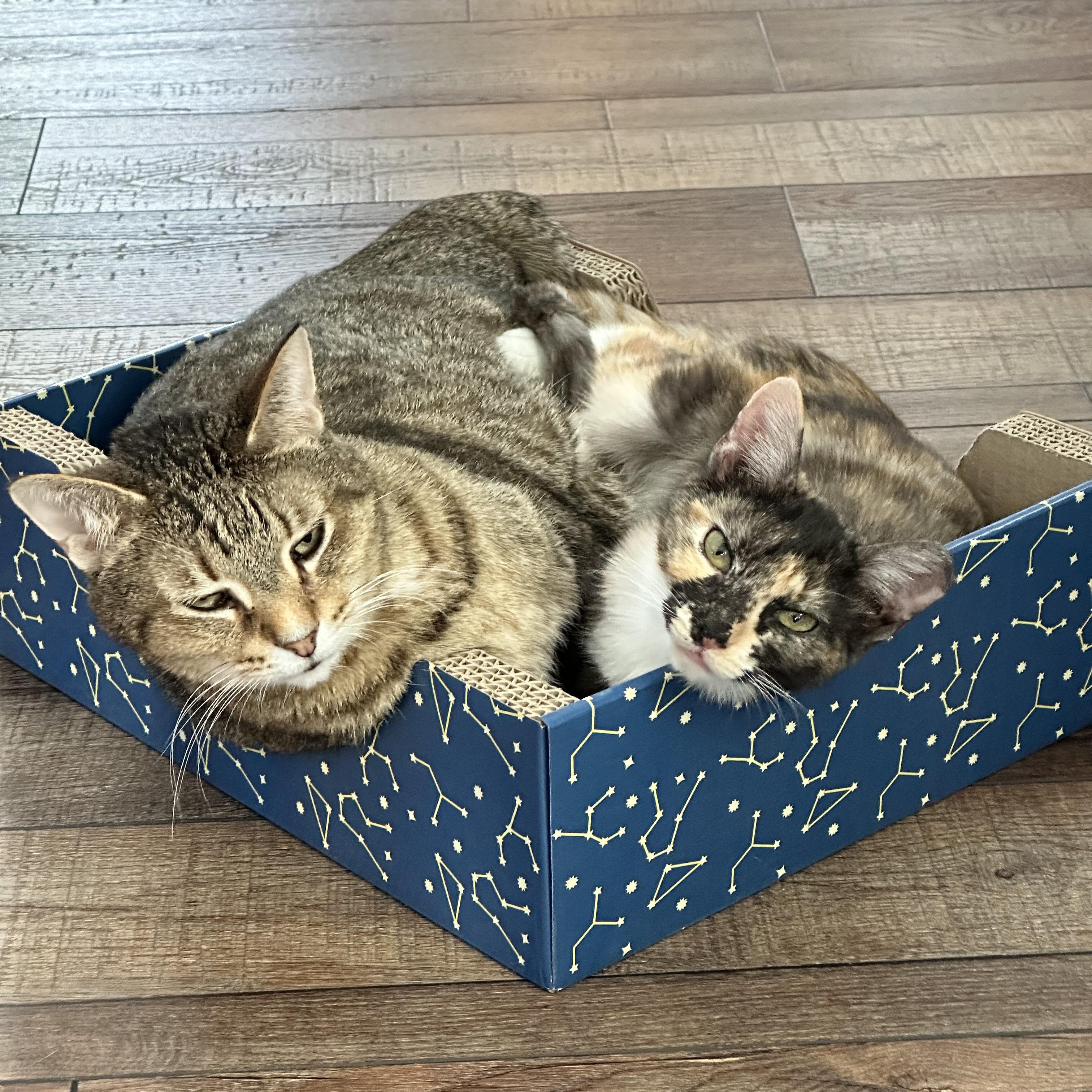 Enlarge Brisket, a Adoptable Domestic Short Hair in DICKSON, TN image 4/4