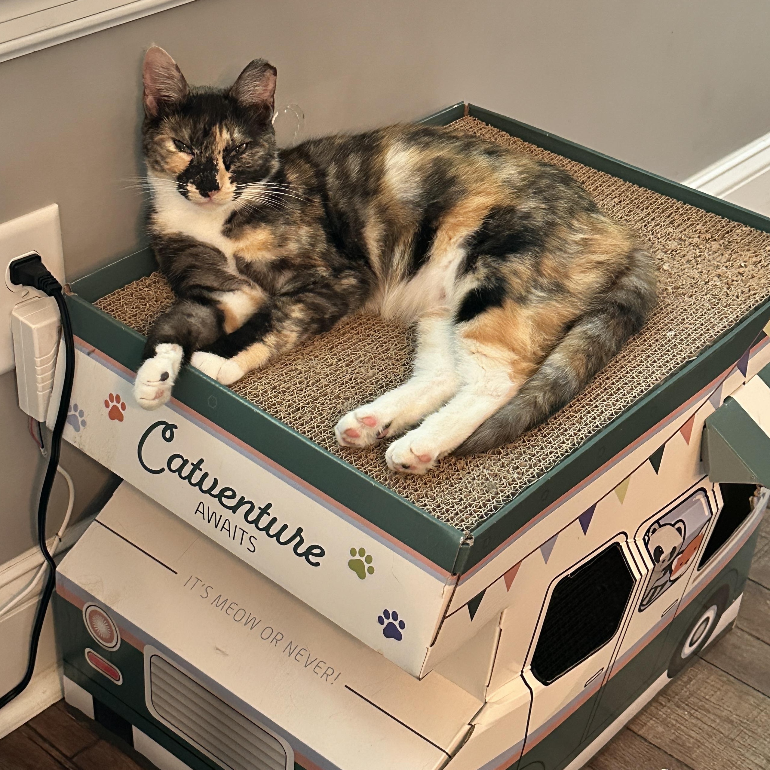 Enlarge Brisket, a Adoptable Domestic Short Hair in DICKSON, TN image 2/4