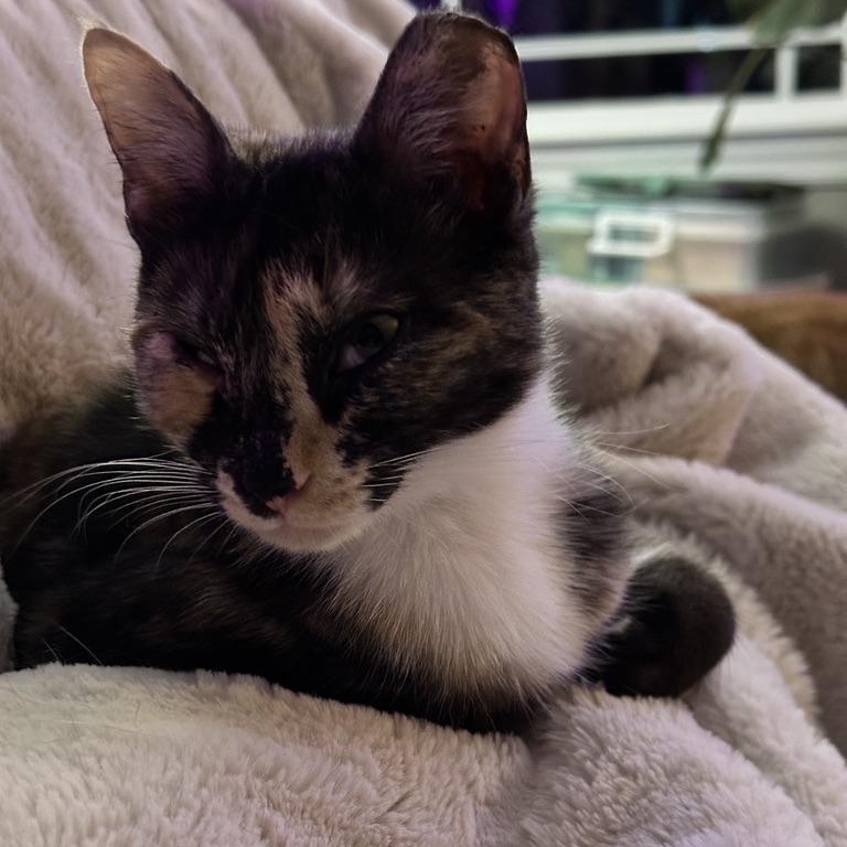 Brisket, Adoptable, Young Female Domestic Short Hair.