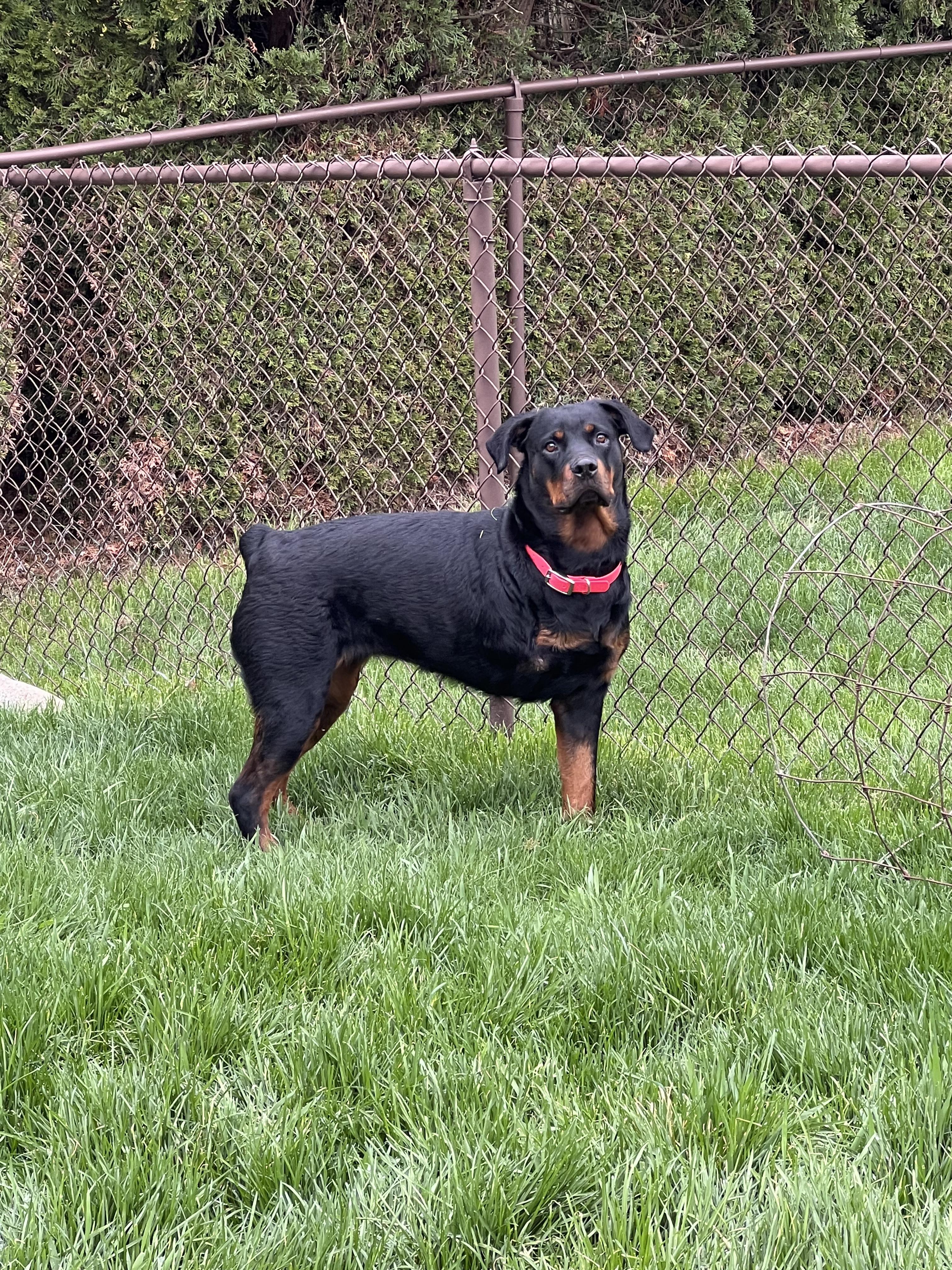 Tiffy , ADOPTABLE, Young Female Rottweiler.