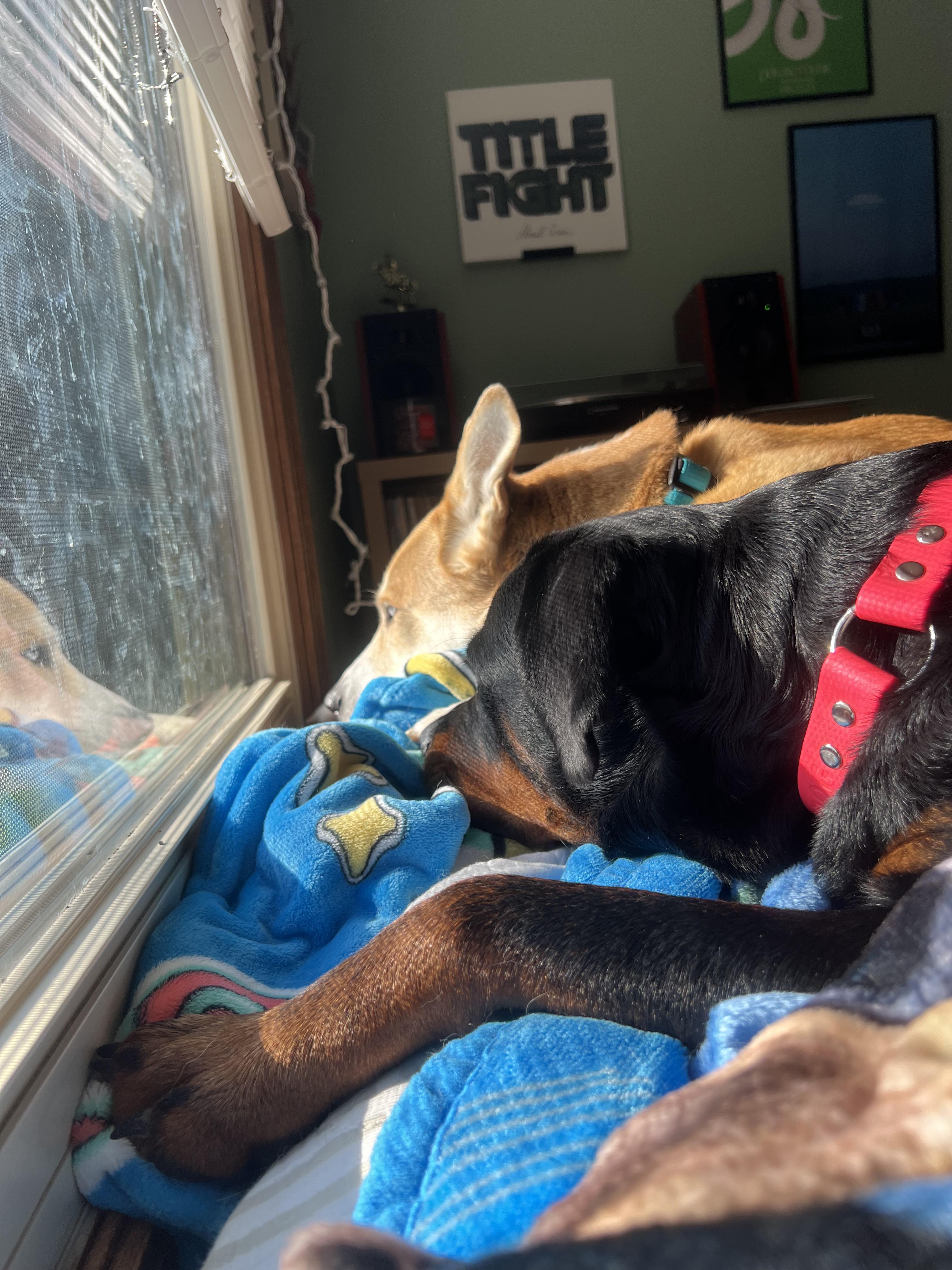Enlarge Tiffy , a ADOPTABLE Rottweiler in Davison, MI image 5/5