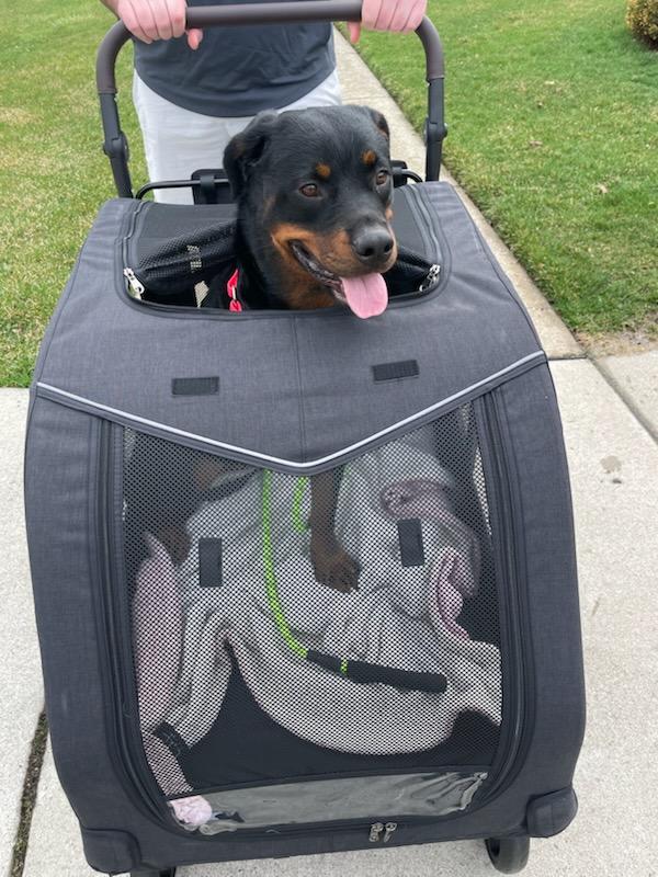 Enlarge Tiffy , a ADOPTABLE Rottweiler in Davison, MI image 3/5