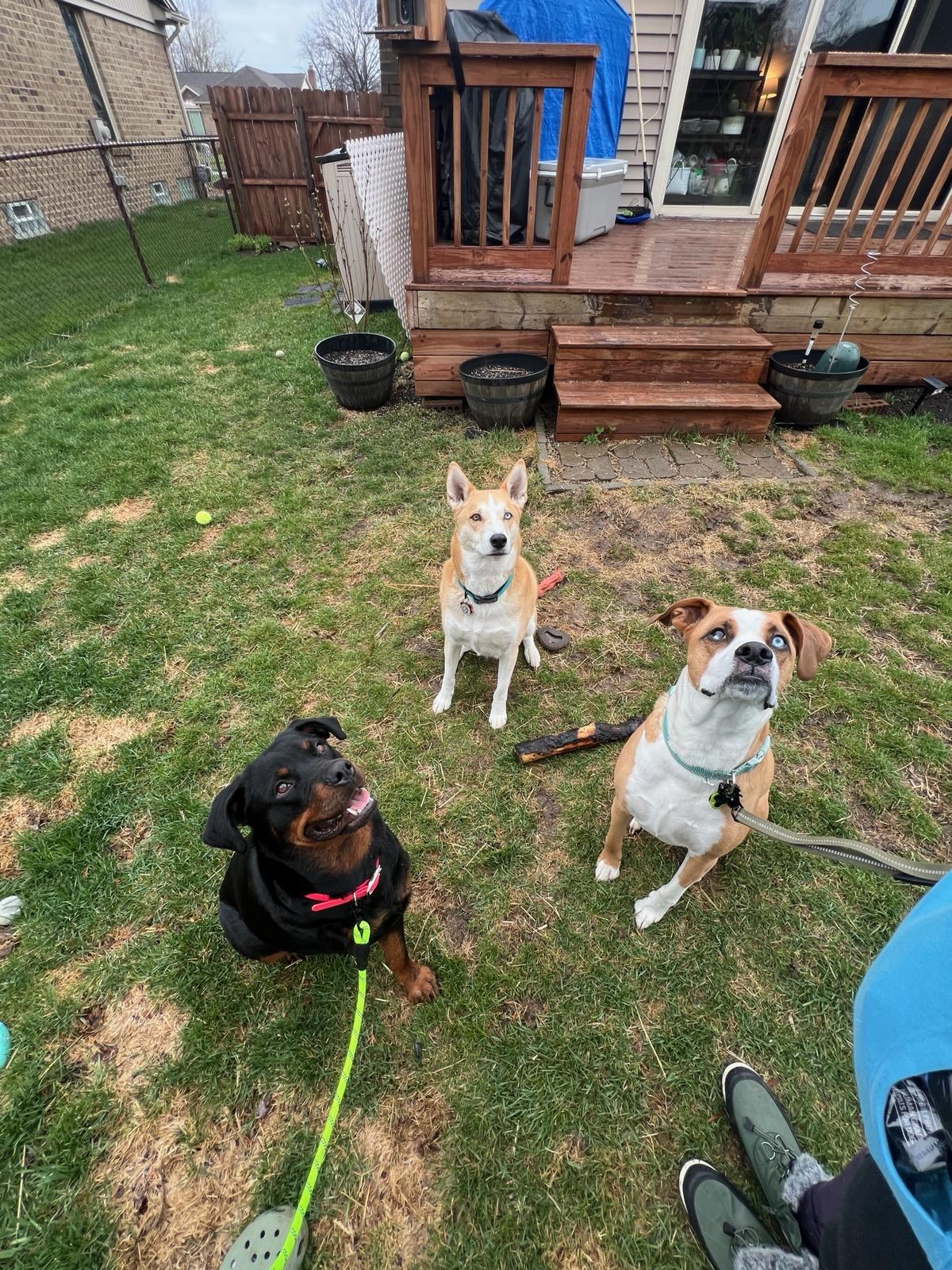 Enlarge Tiffy , a ADOPTABLE Rottweiler in Davison, MI image 4/5