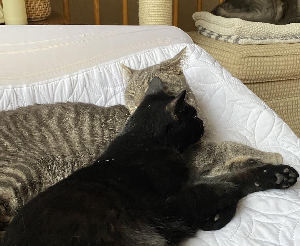 Enlarge Porta & Jenks, a Adoptable Domestic Short Hair in Allentown, NJ image 3/6