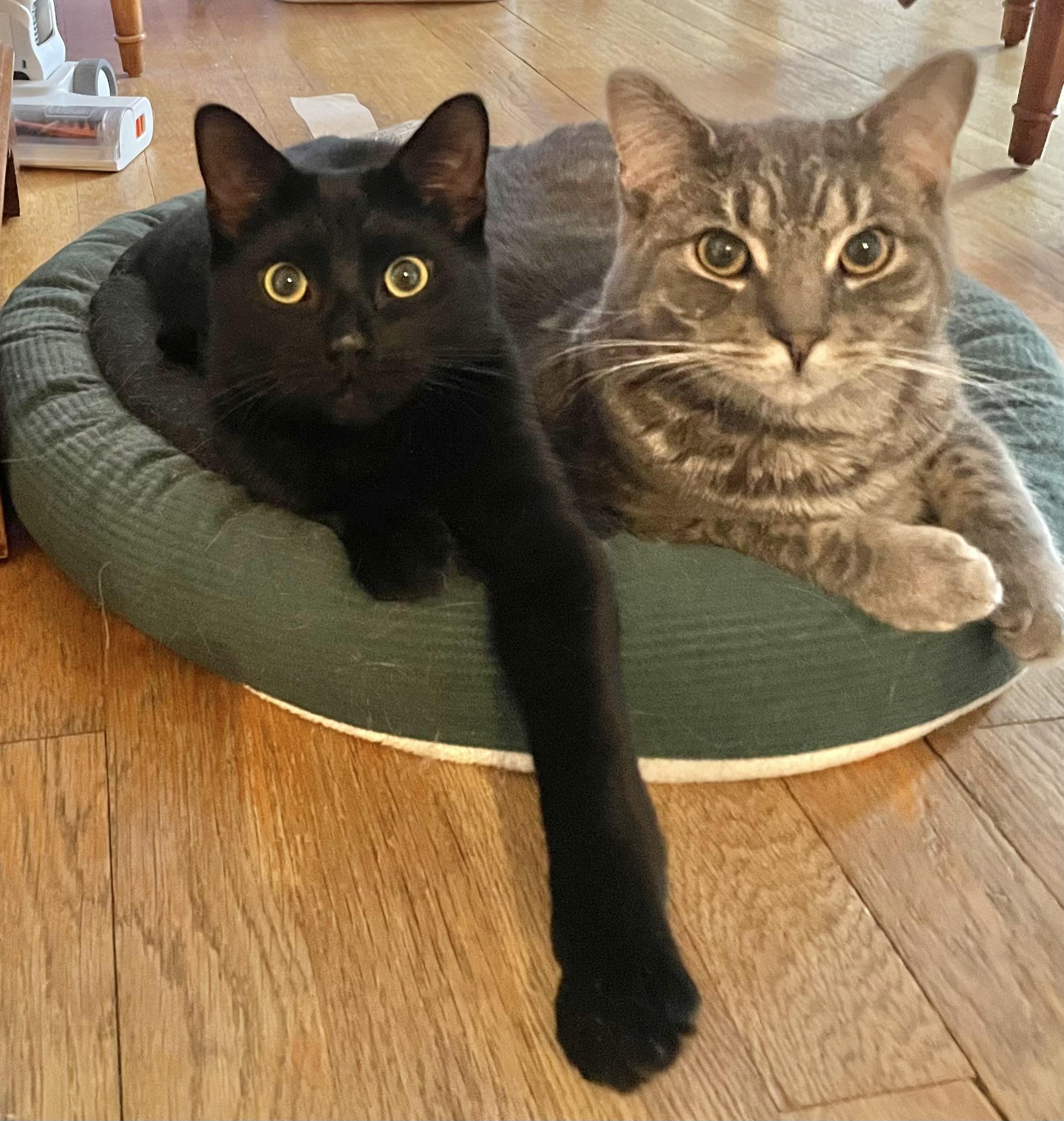 Enlarge Porta & Jenks, a Adoptable Domestic Short Hair in Allentown, NJ image 1/6