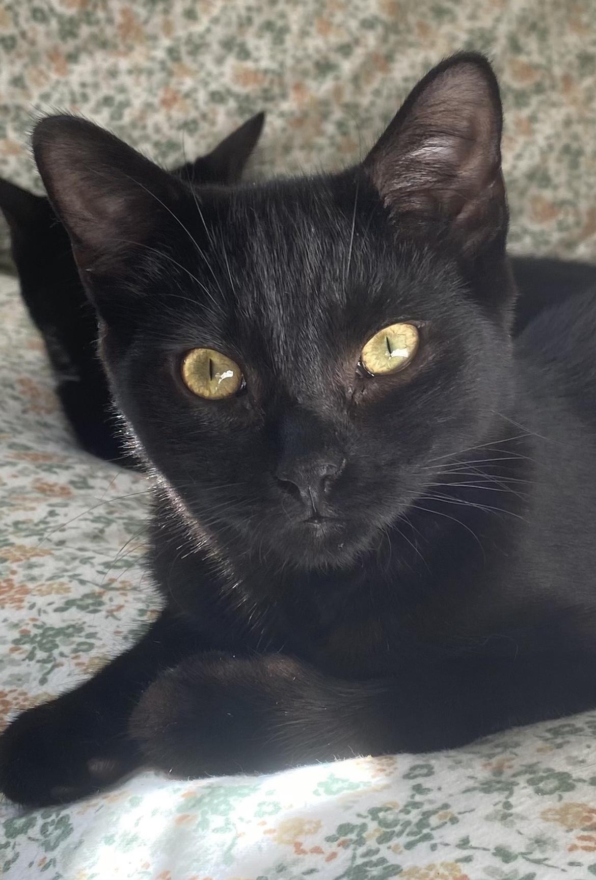 Enlarge Porta & Jenks, a Adoptable Domestic Short Hair in Allentown, NJ image 5/6