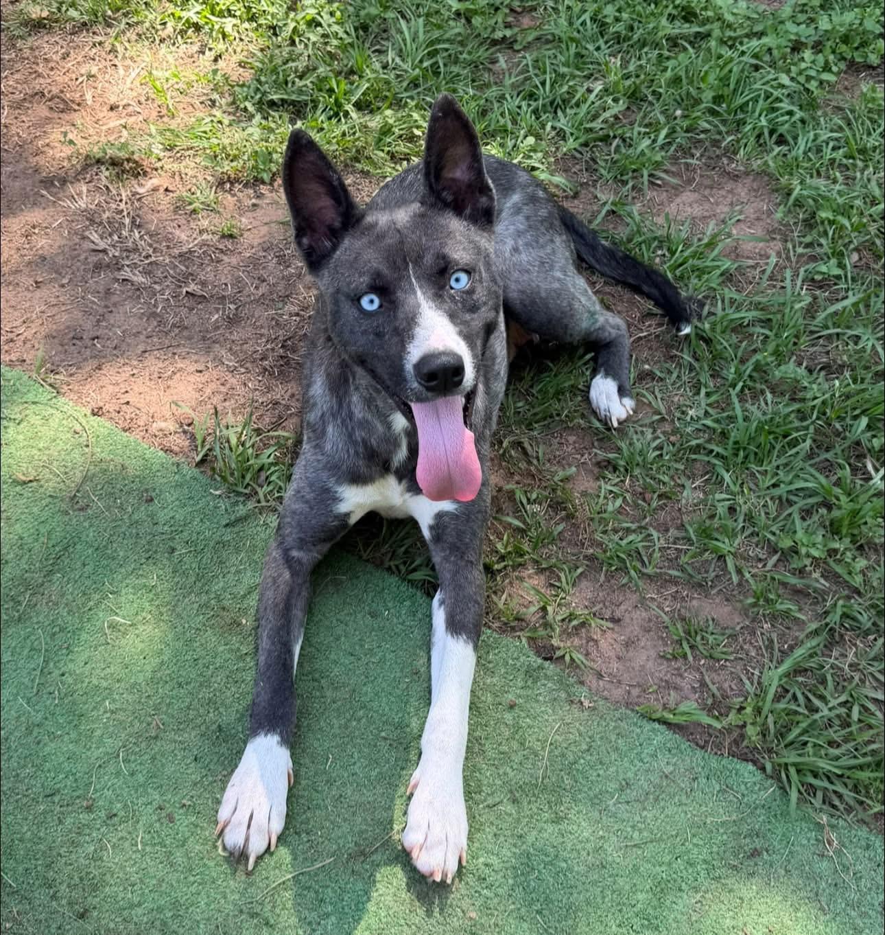 Koda, an adopted mixed breed in Inverness, FL image 3/4