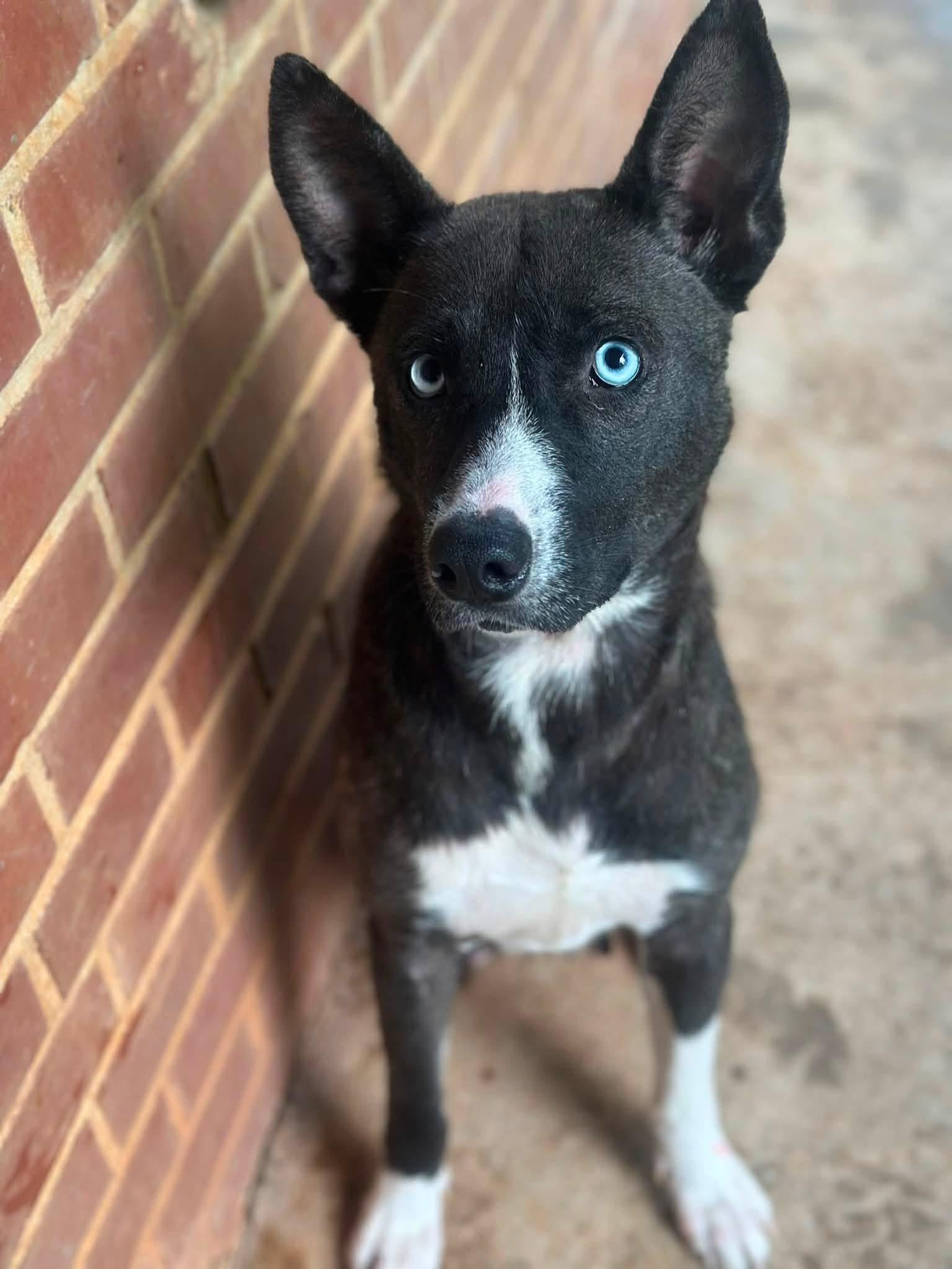 Koda, an adopted mixed breed in Inverness, FL image 4/4