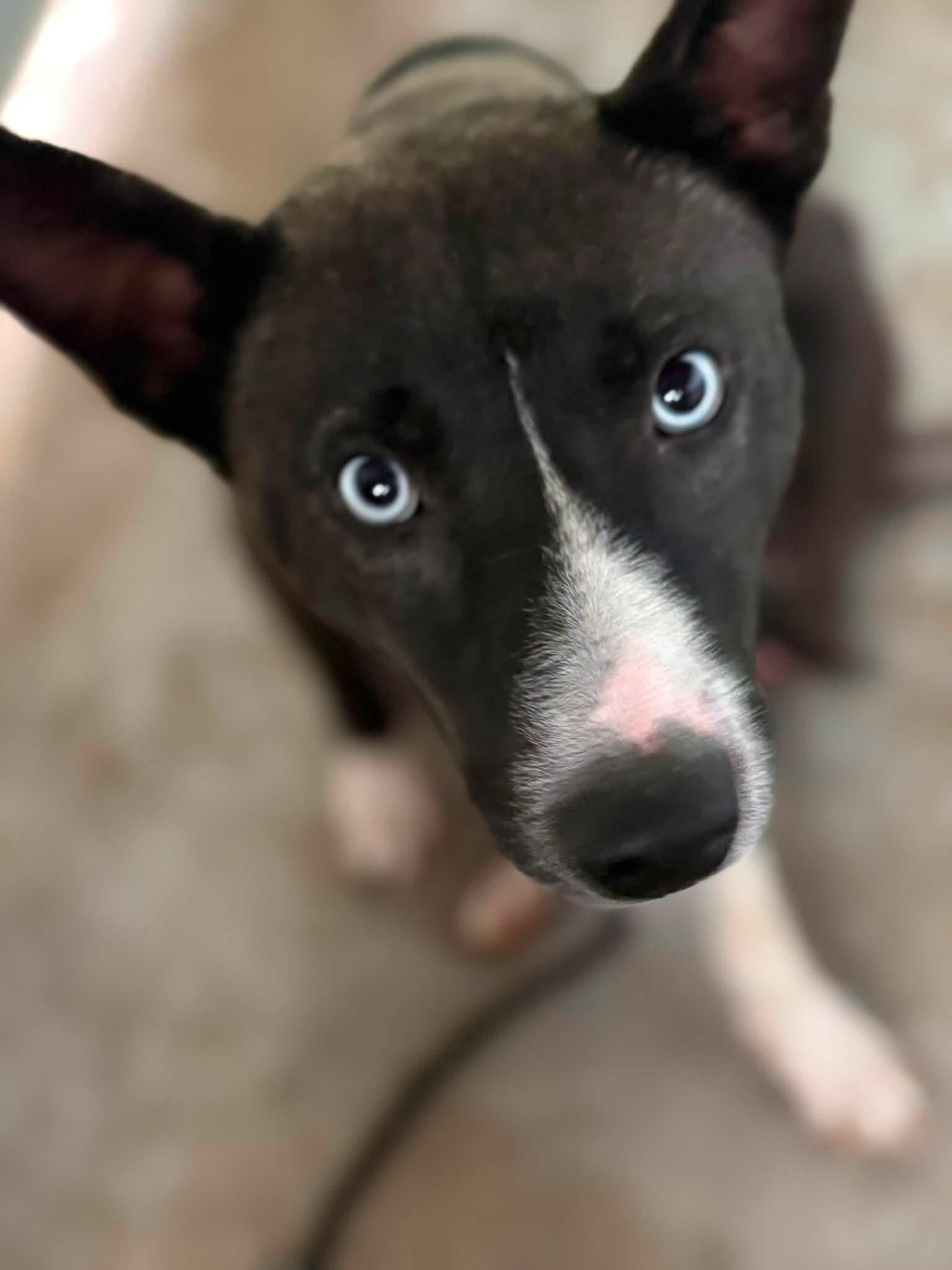Koda, an adopted mixed breed in Inverness, FL image 2/4