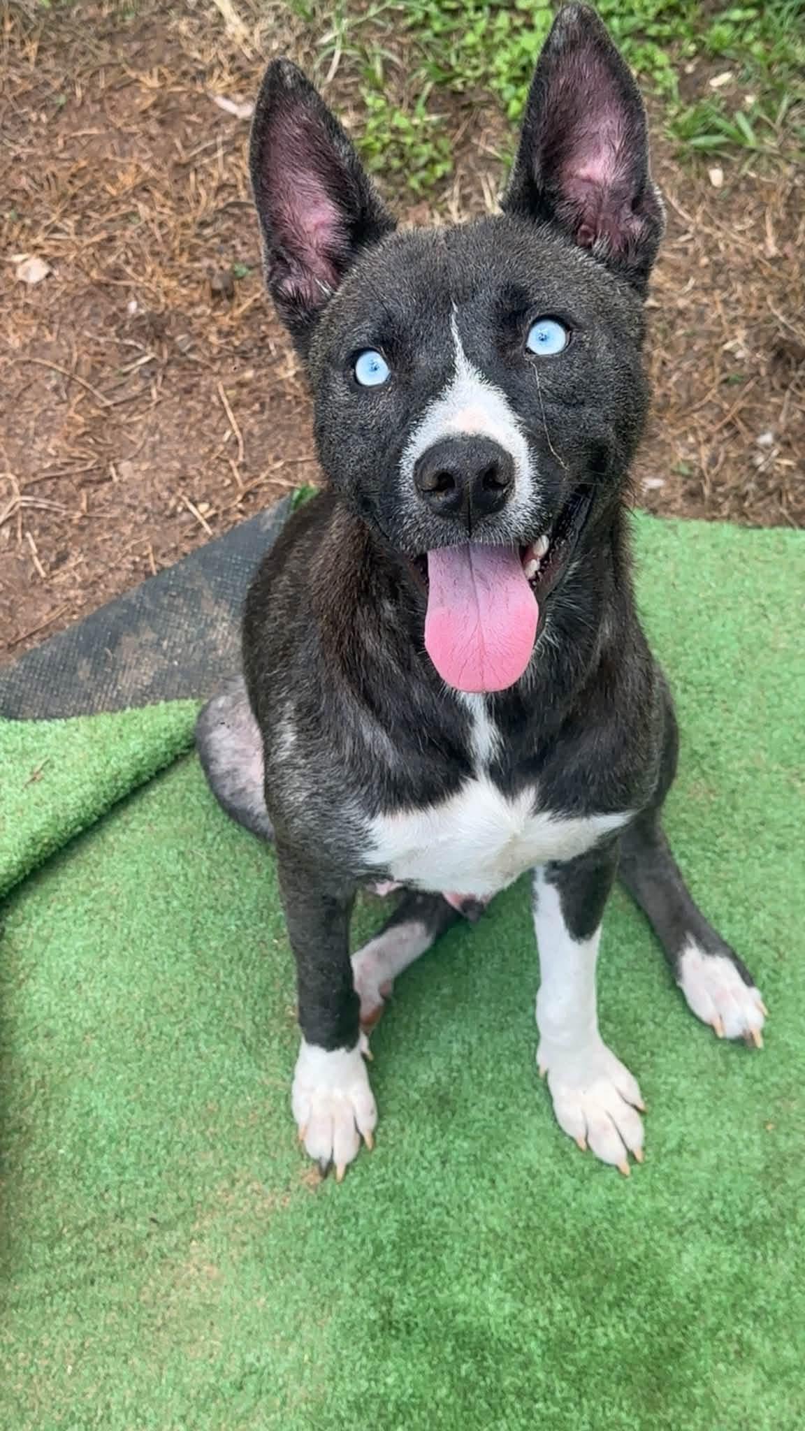 Koda, an adopted mixed breed in Inverness, FL image 1/4