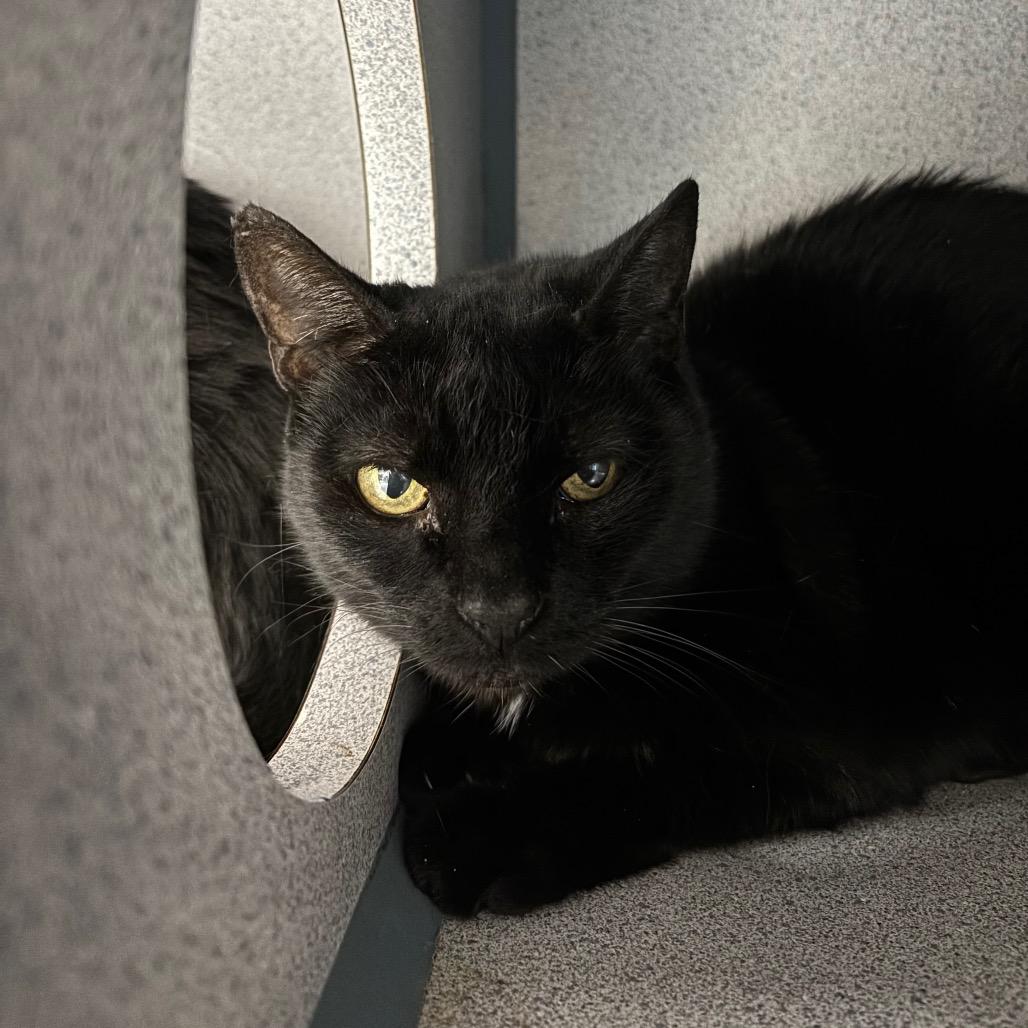 Enlarge Jasmine, a Adoptable mixed breed in Reisterstown, MD image 1/1