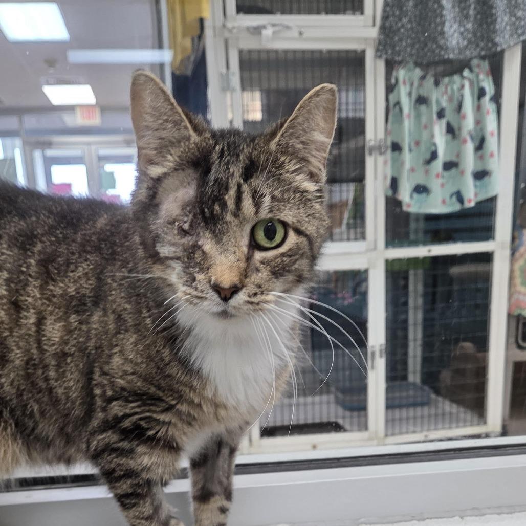 Squeakers, Adoptable, Senior Female Domestic Short Hair.