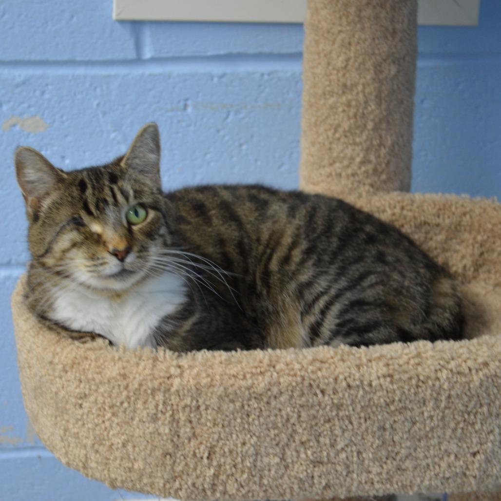 Enlarge Squeakers, a Adoptable Domestic Short Hair in Camden, DE image 2/2