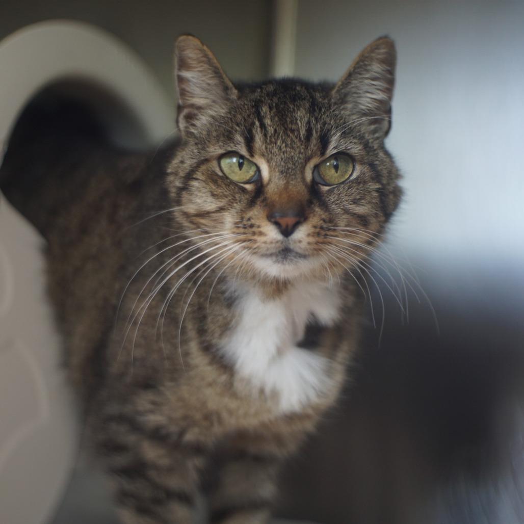 Doja, Adoptable, Senior Female Domestic Short Hair.