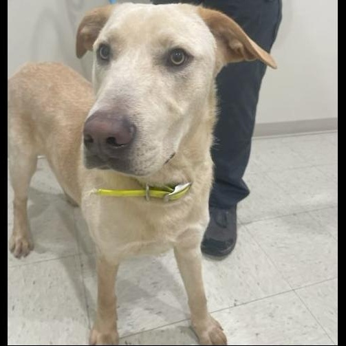 Bronx, ADOPTABLE, Adult Male Yellow Labrador Retriever.