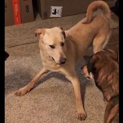 Enlarge Bronx, an adopted Yellow Labrador Retriever in Denver, CO image 2/3
