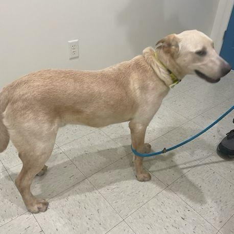 Enlarge Bronx, an adopted Yellow Labrador Retriever in Denver, CO image 3/3