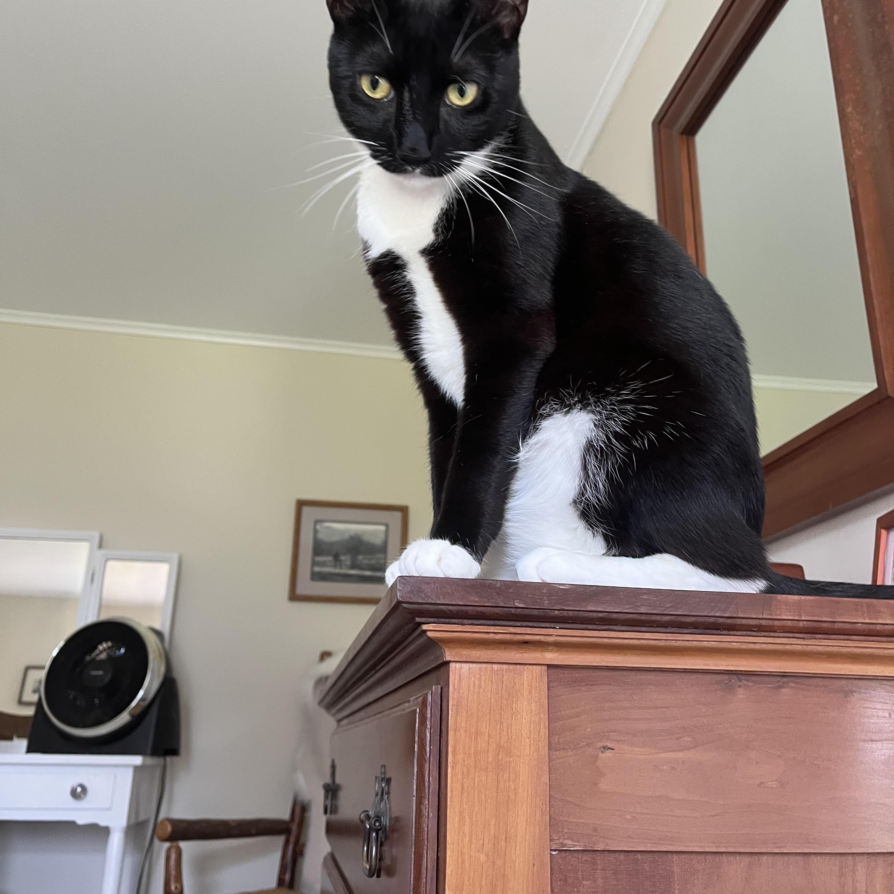 Enlarge Captain Darling - He’s that into you and in your lap, too!, a Adoptable Domestic Short Hair in Provincetown, MA image 5/6