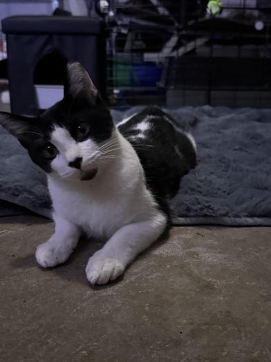 Patience, Adoptable, Kitten Female Domestic Short Hair.