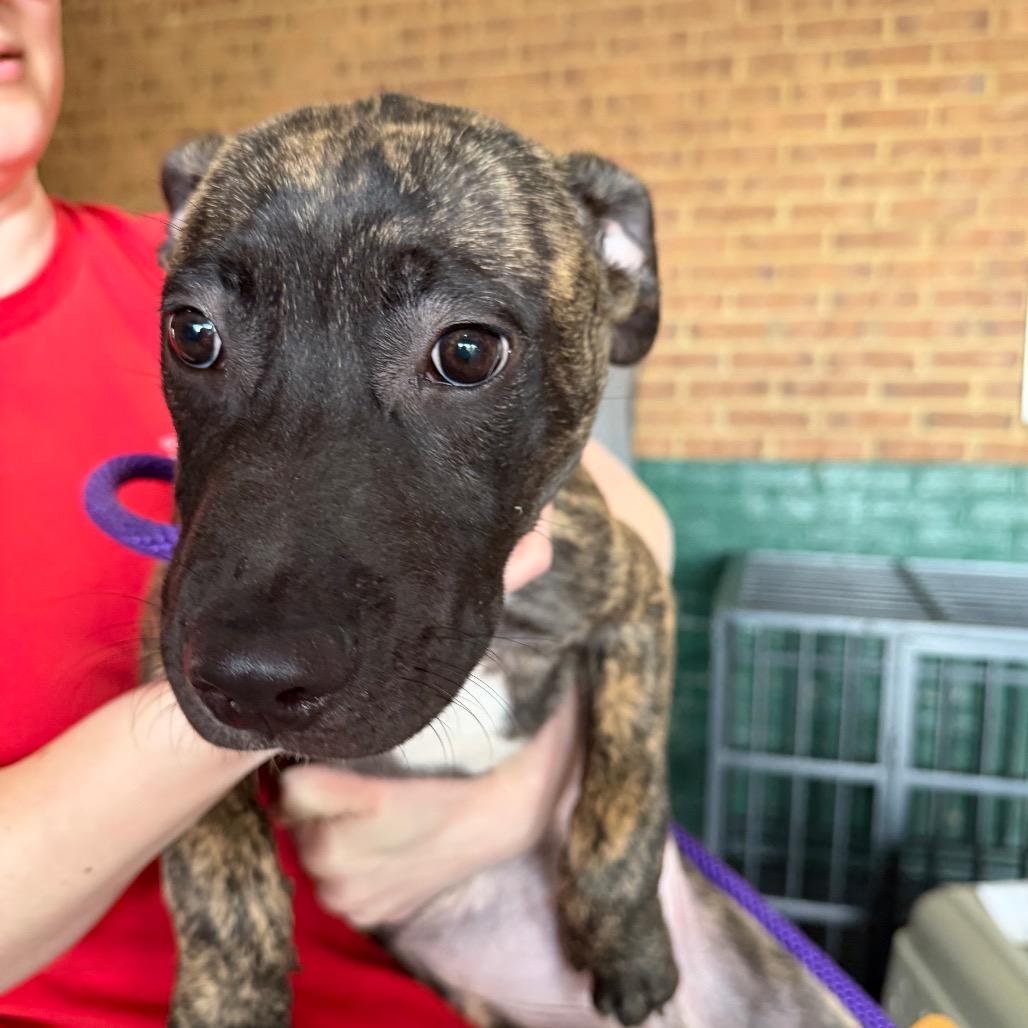 Enlarge Jensen, a Adoptable Pit Bull Terrier in Birmingham, AL image 1/2