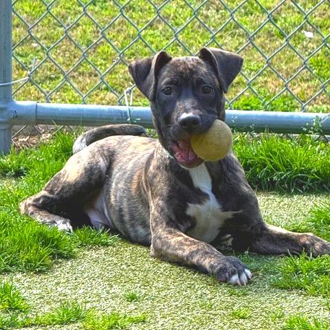 Enlarge Jensen, a Adoptable Pit Bull Terrier in Birmingham, AL image 2/2