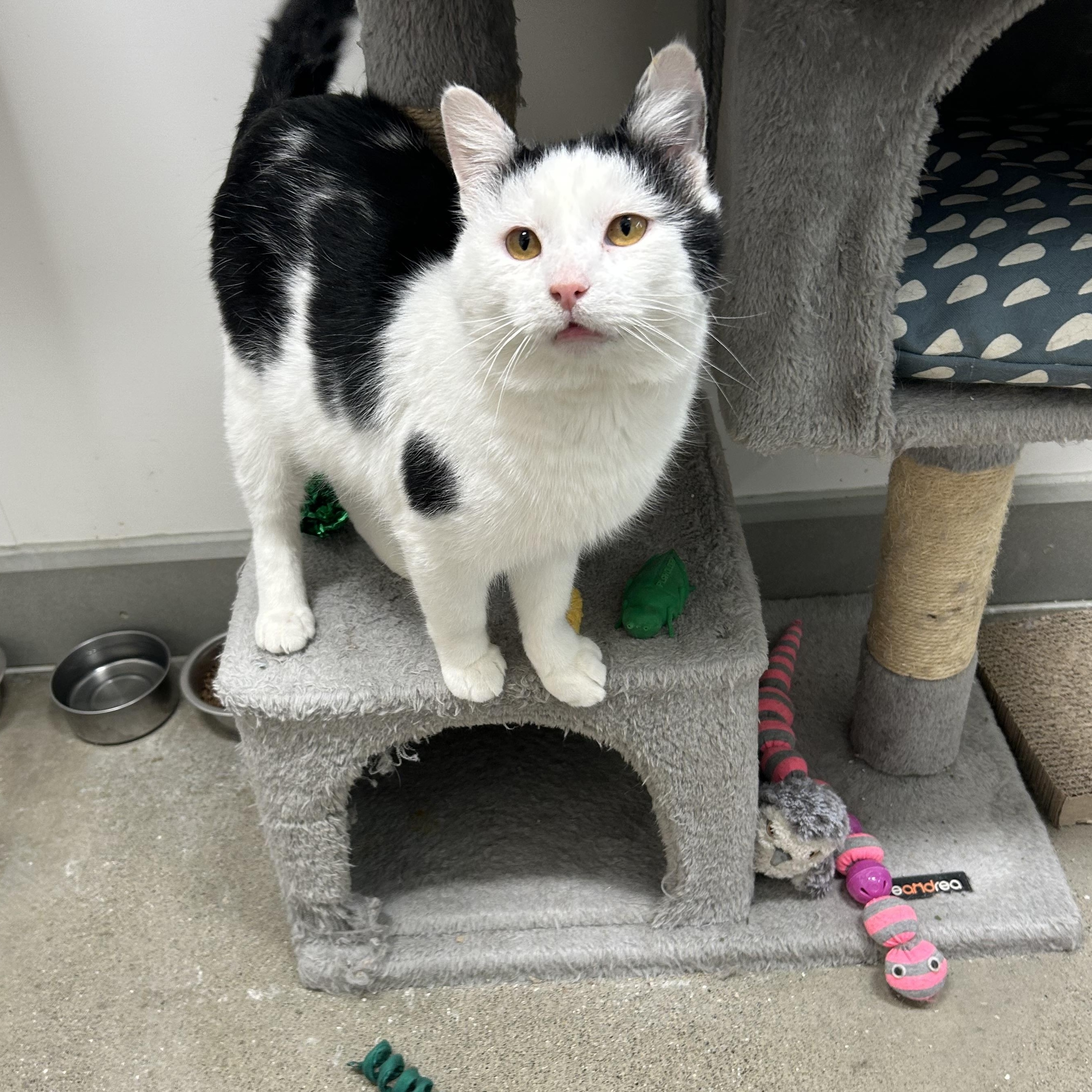 Enlarge Vincenzo “Vinny”, a ADOPTABLE Domestic Medium Hair in Columbus , OH image 1/4