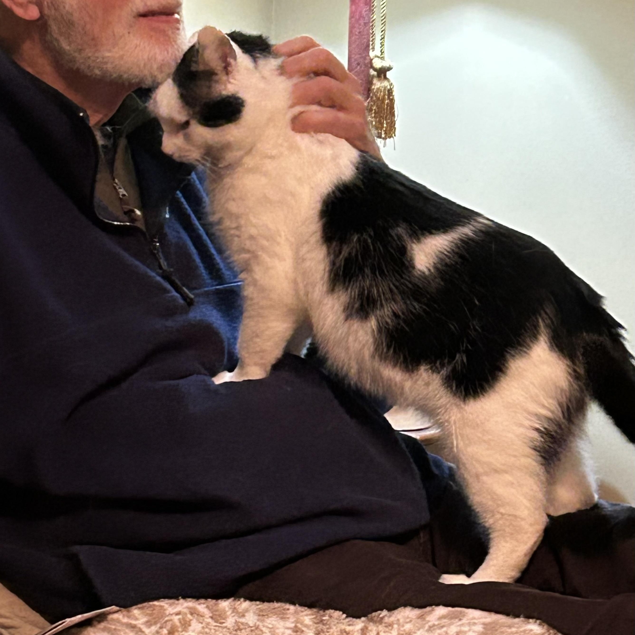 Enlarge Vincenzo “Vinny”, a ADOPTABLE Domestic Medium Hair in Columbus , OH image 4/4