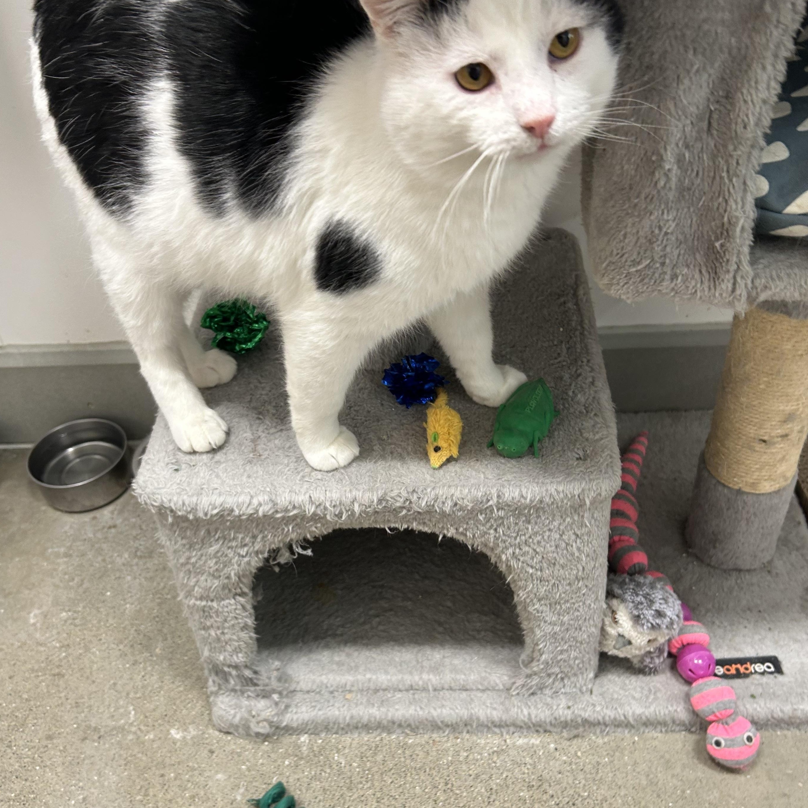 Enlarge Vincenzo “Vinny”, a ADOPTABLE Domestic Medium Hair in Columbus , OH image 2/4