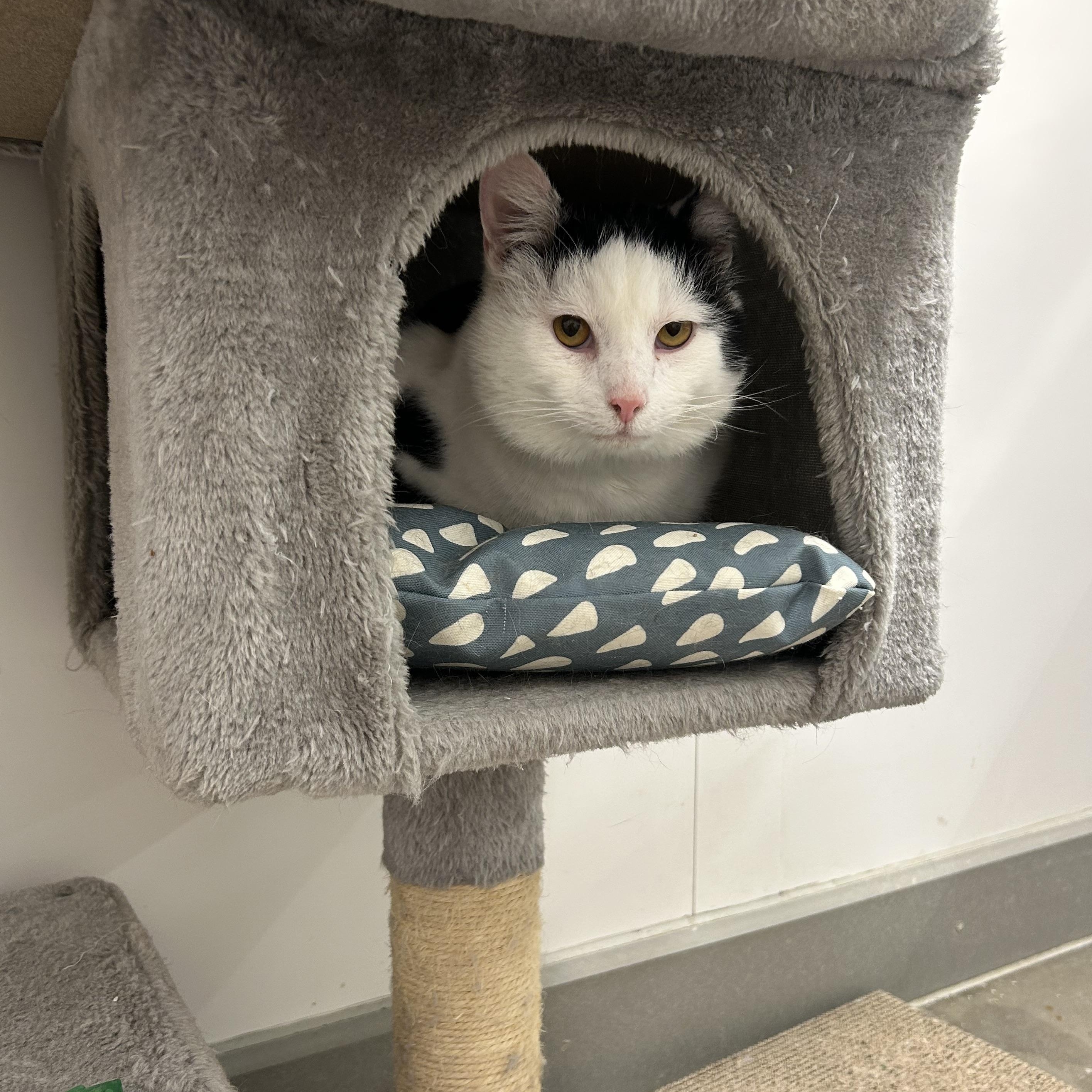 Enlarge Vincenzo “Vinny”, a ADOPTABLE Domestic Medium Hair in Columbus , OH image 3/4