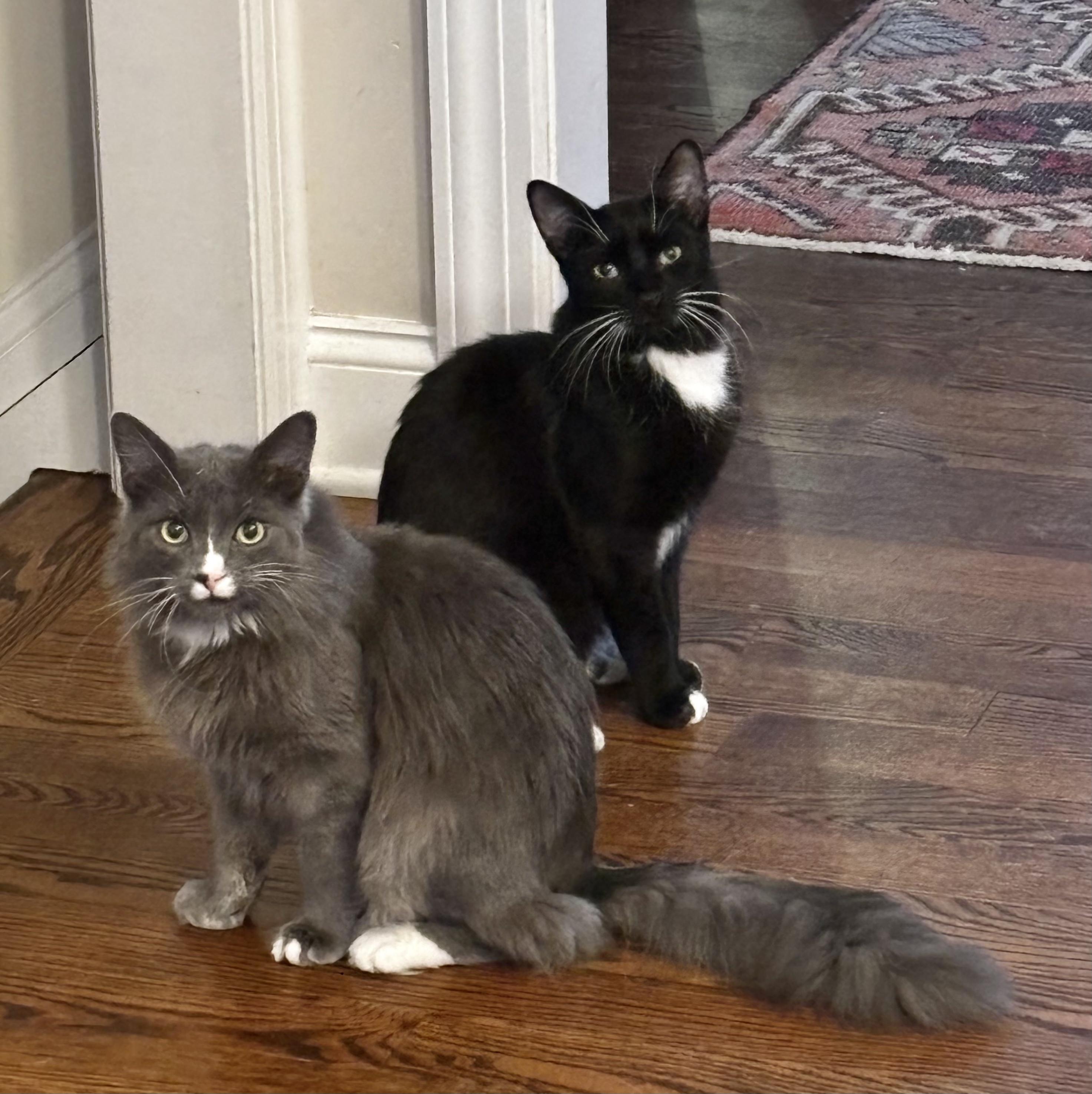 Enlarge Moon & Twilight, a ADOPTABLE Domestic Medium Hair in Bloomfield, NJ image 3/6