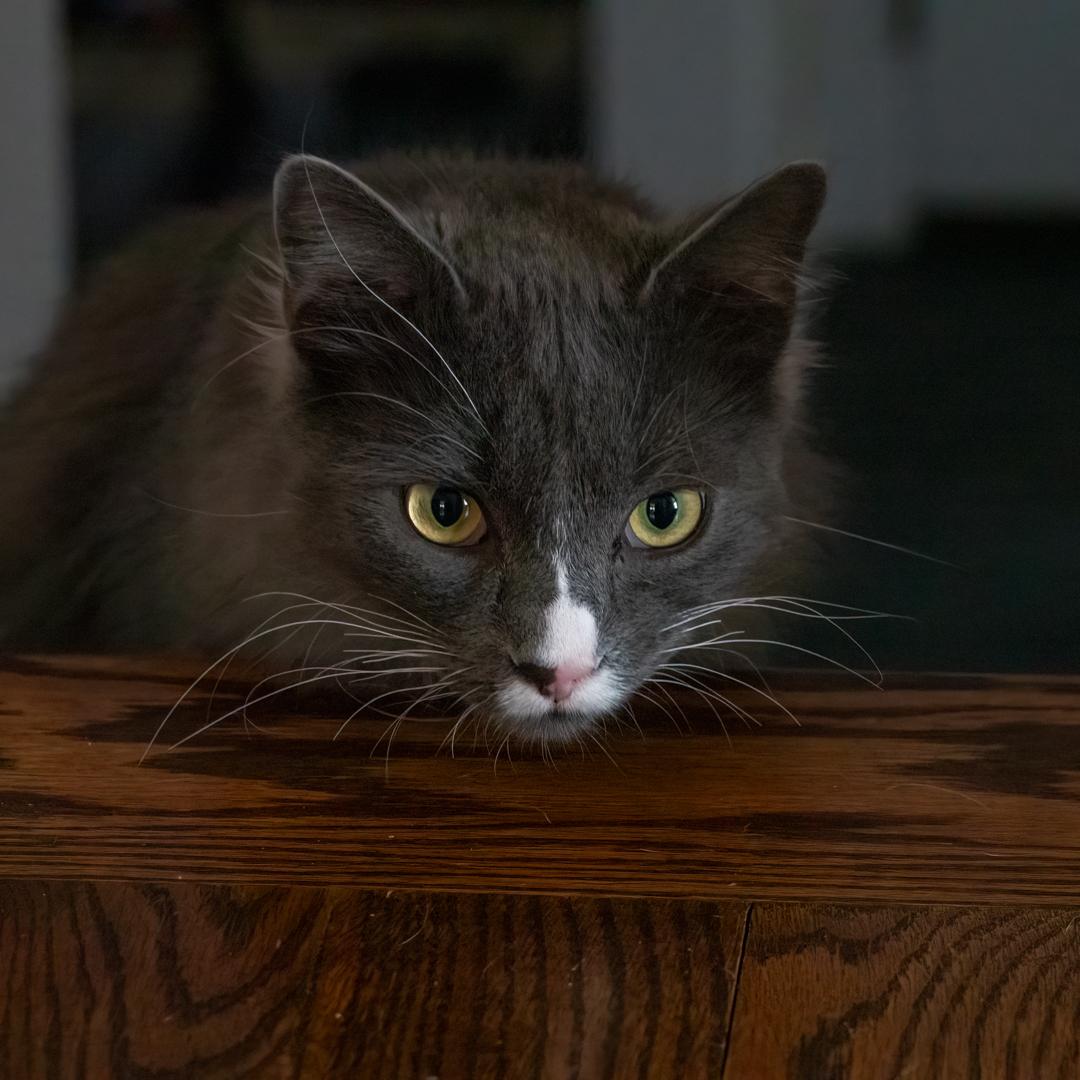 Enlarge Moon & Twilight, a ADOPTABLE Domestic Medium Hair in Bloomfield, NJ image 4/6