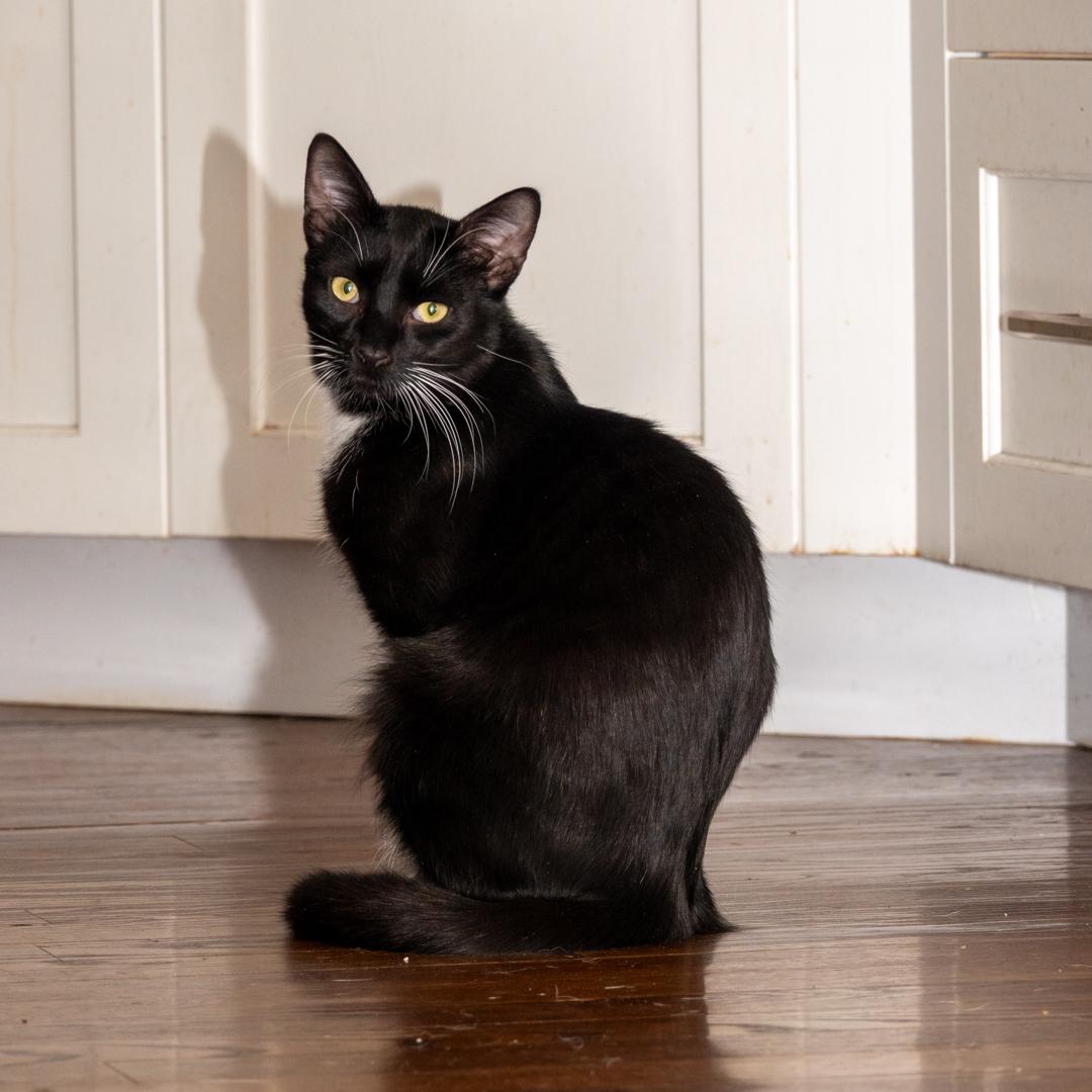 Enlarge Moon & Twilight, a ADOPTABLE Domestic Medium Hair in Bloomfield, NJ image 5/6