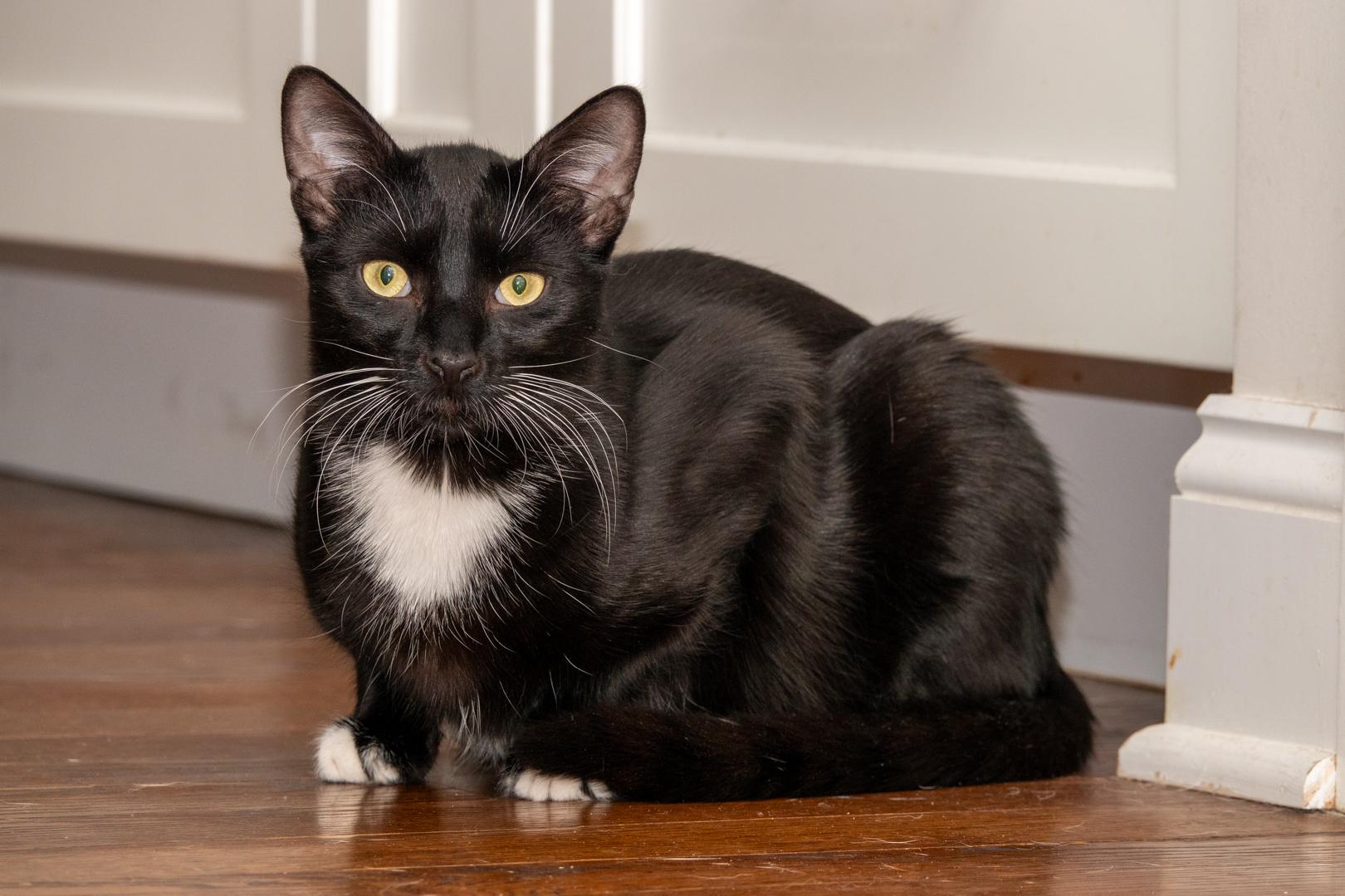 Enlarge Moon & Twilight, a ADOPTABLE Domestic Medium Hair in Bloomfield, NJ image 6/6