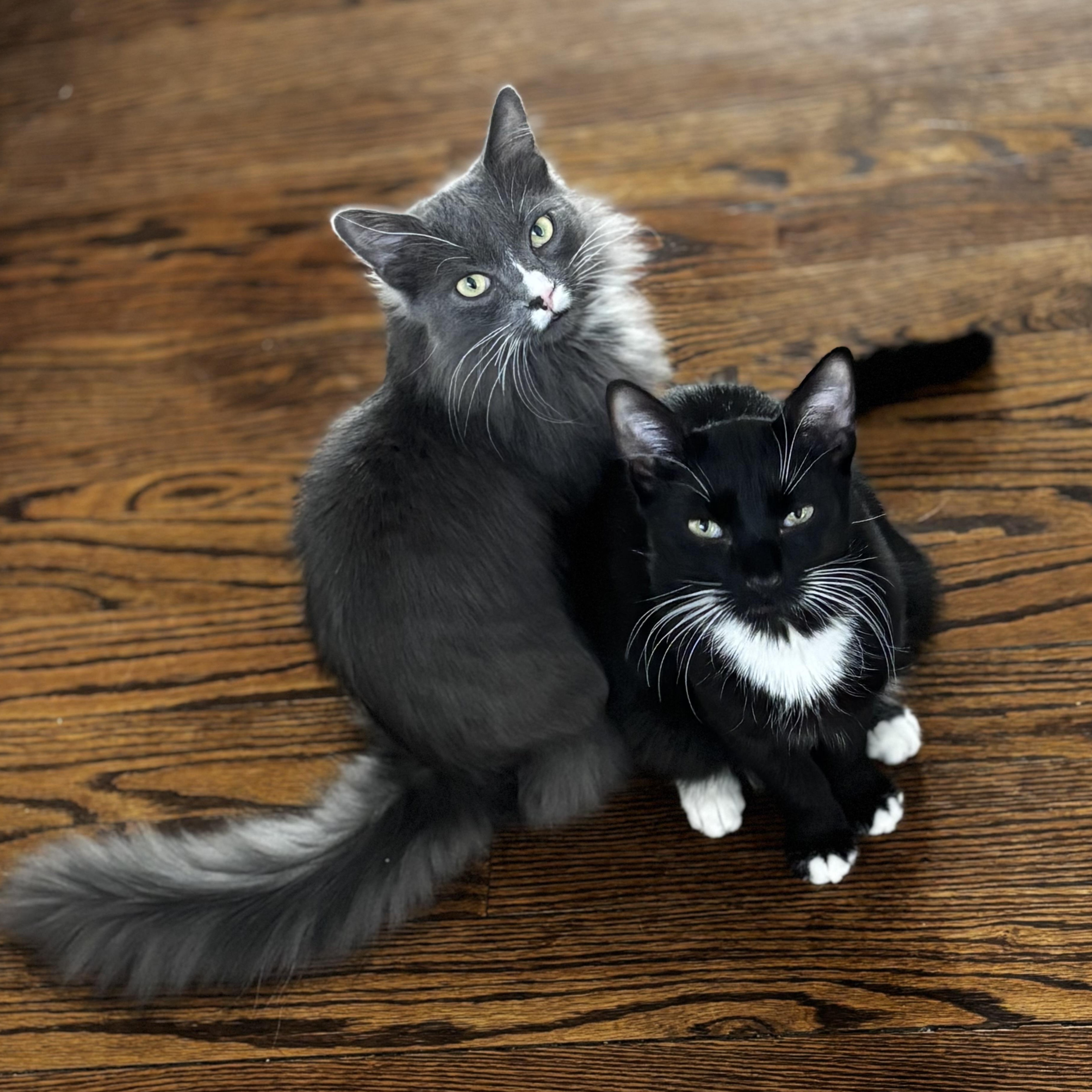 Moon & Twilight, ADOPTABLE, Young Male Domestic Medium Hair.