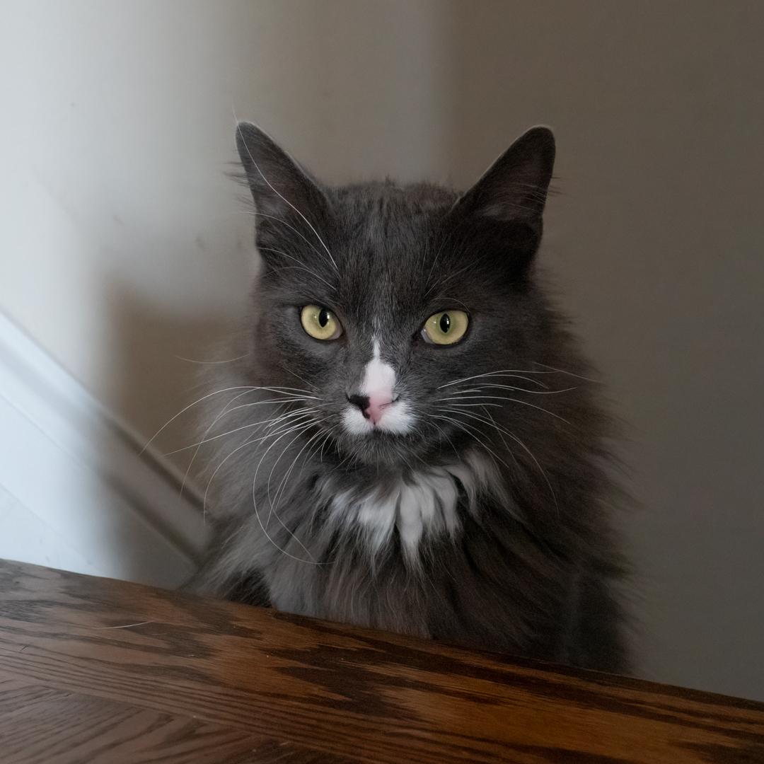 Enlarge Moon & Twilight, a ADOPTABLE Domestic Medium Hair in Bloomfield, NJ image 2/6